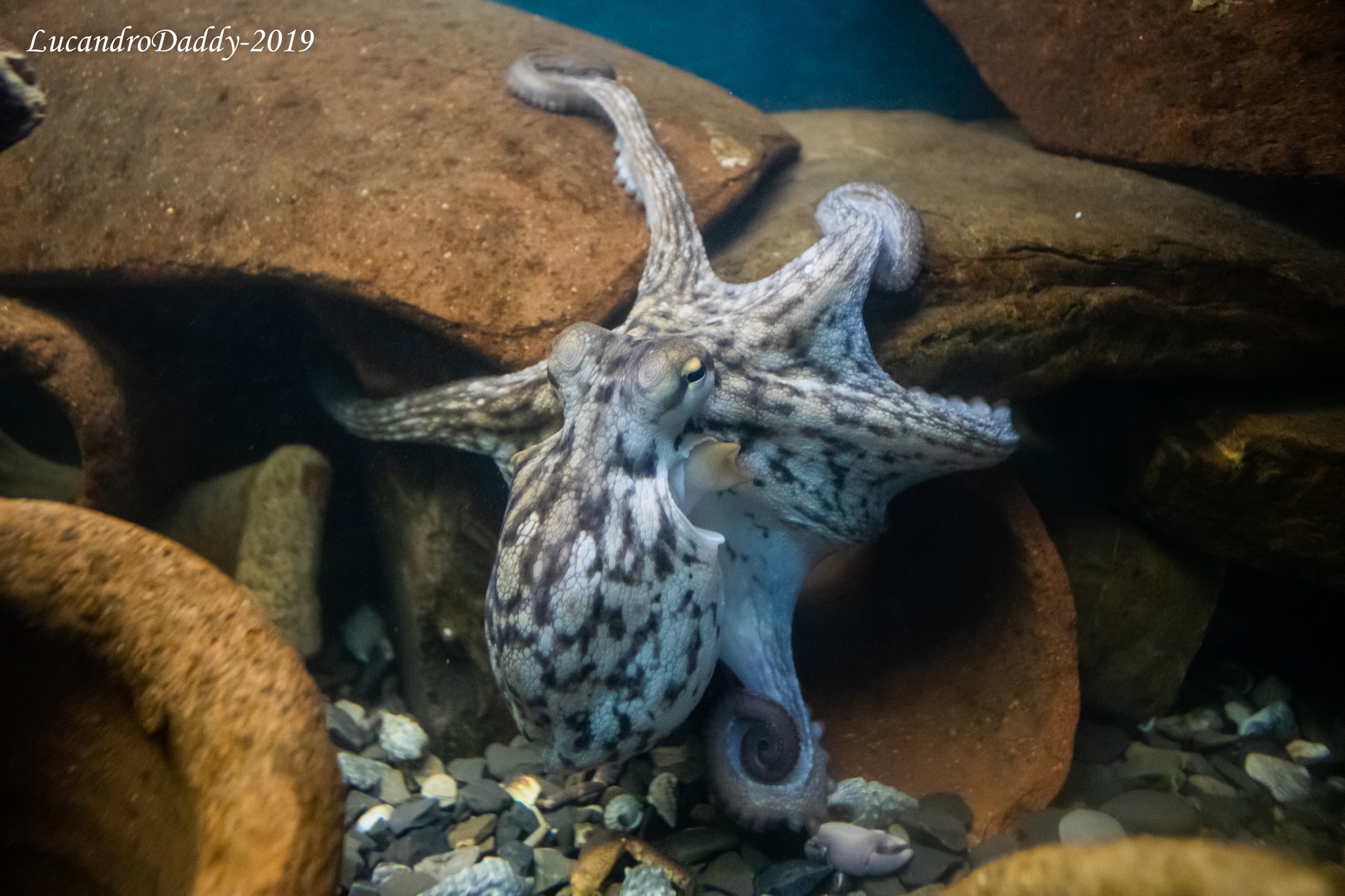 Sea and aquarium monsters