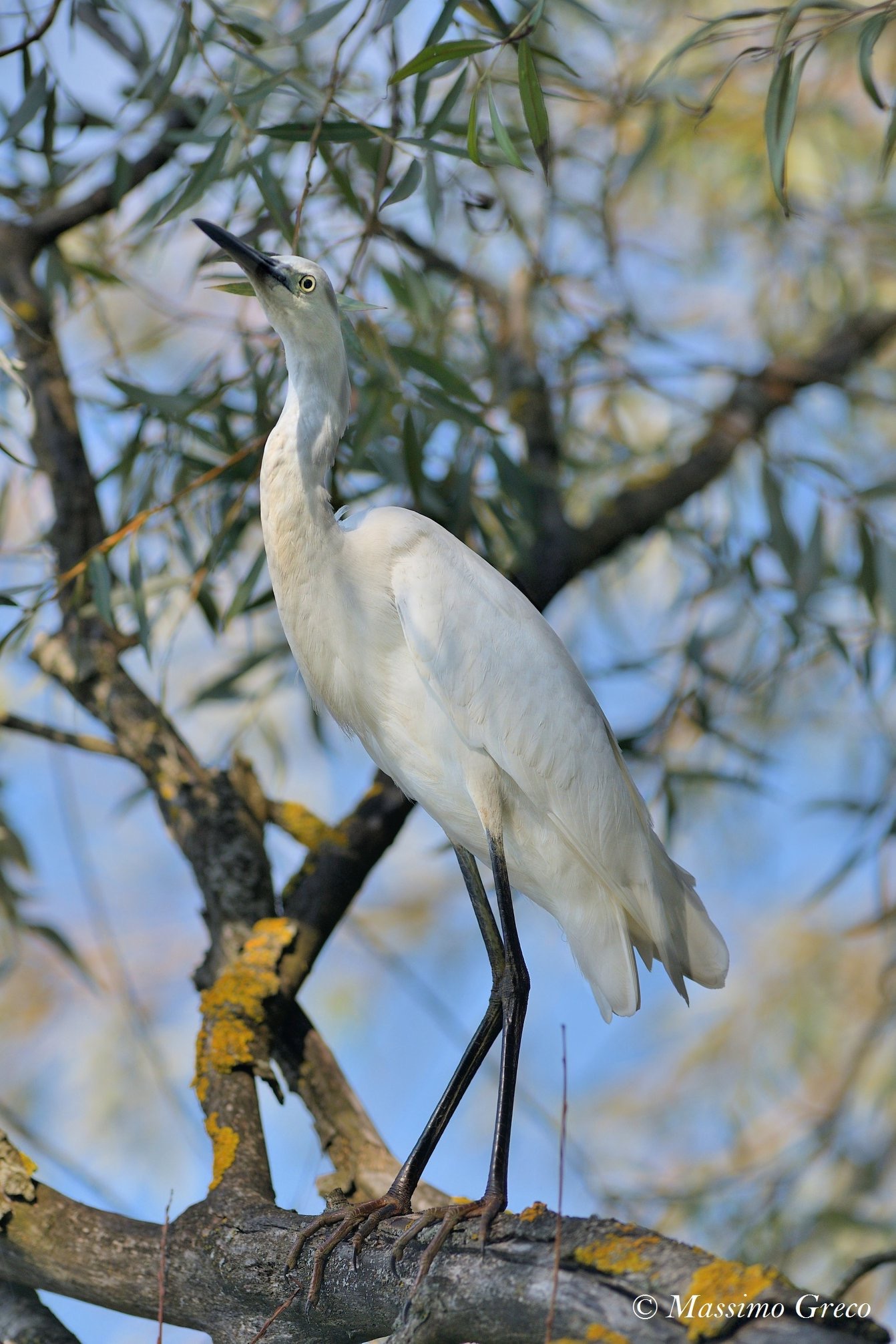 Egretta Egretta