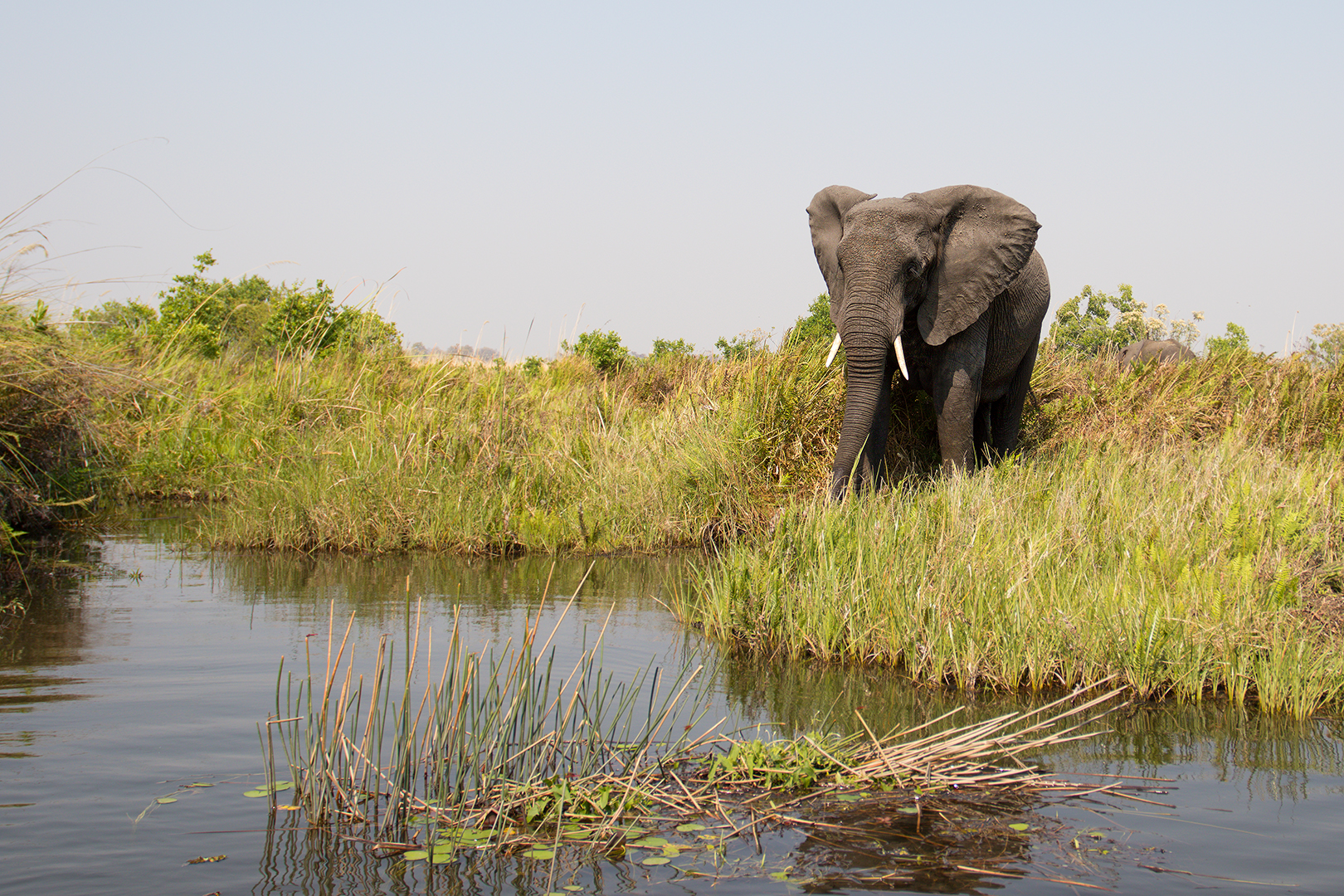 Okavango