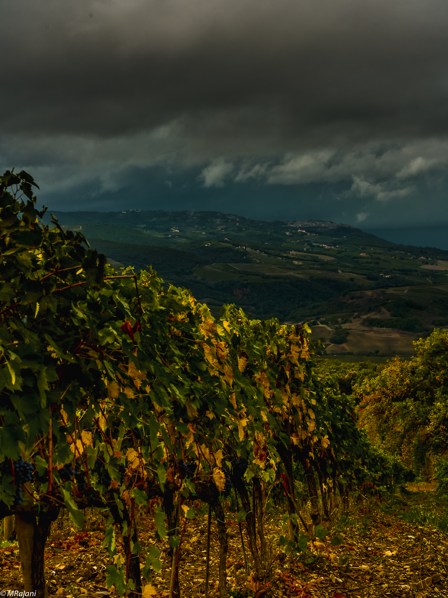 Vineyard Sangiovese Val d'Orcia