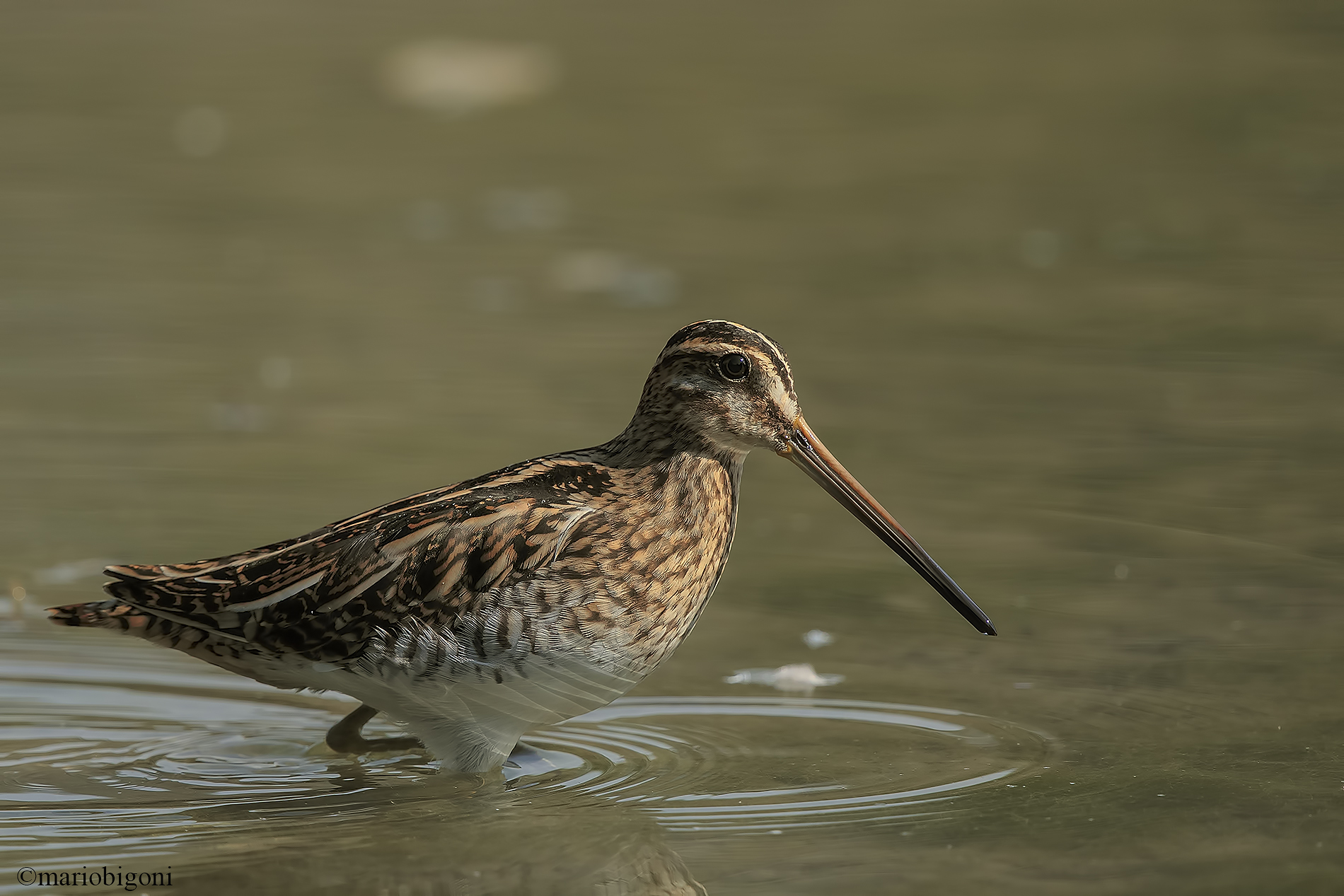 Snipe