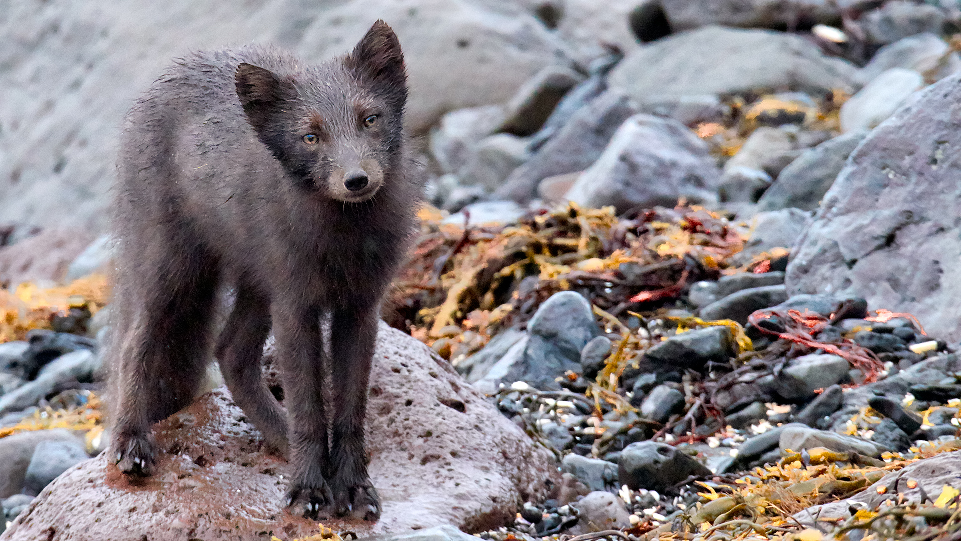 Arctic Fox