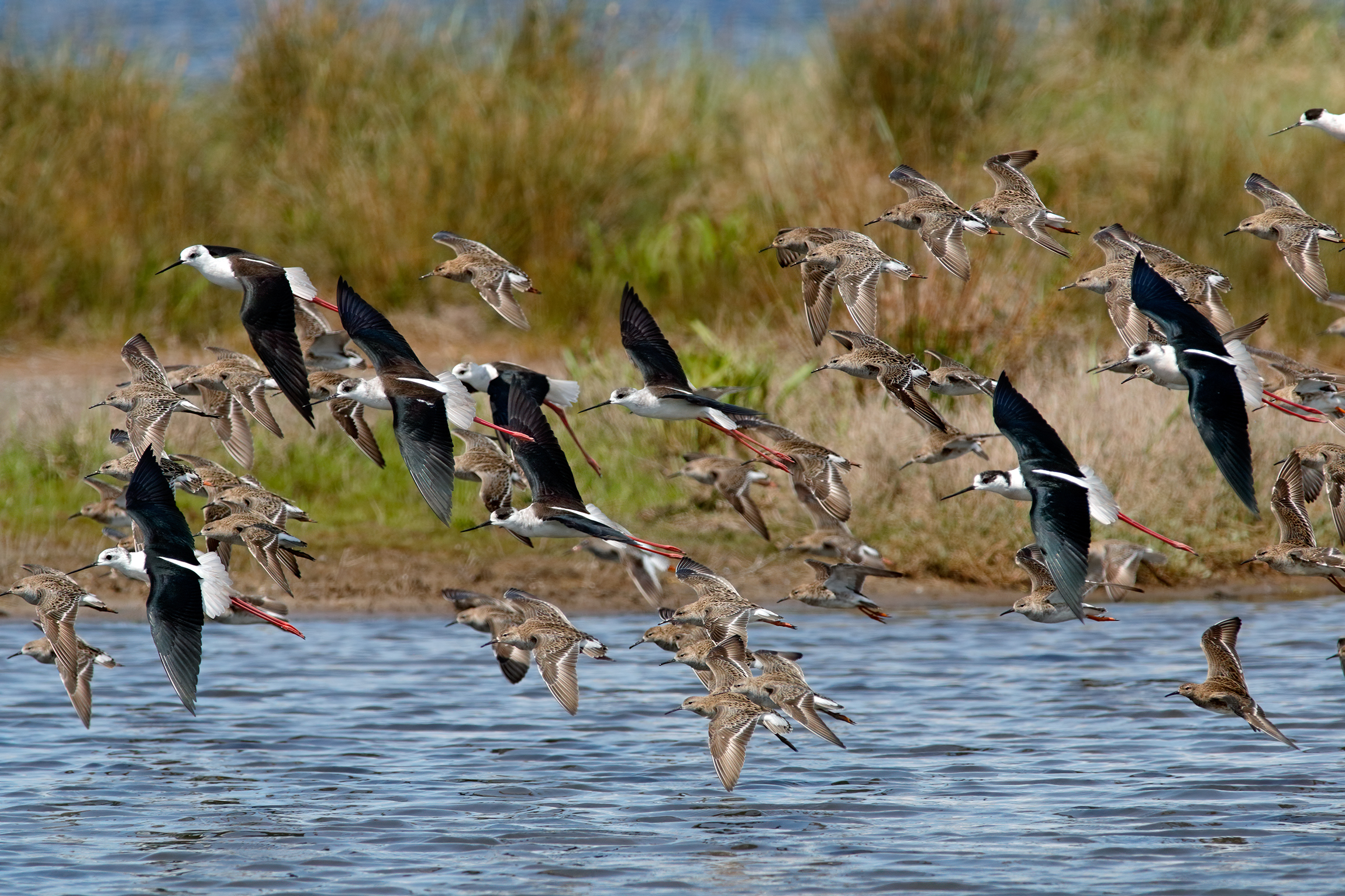 Knights of Italy and fights in spring migration