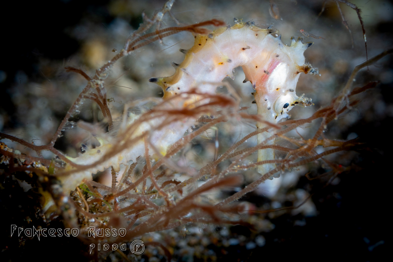 Thorny Seahorse, New York