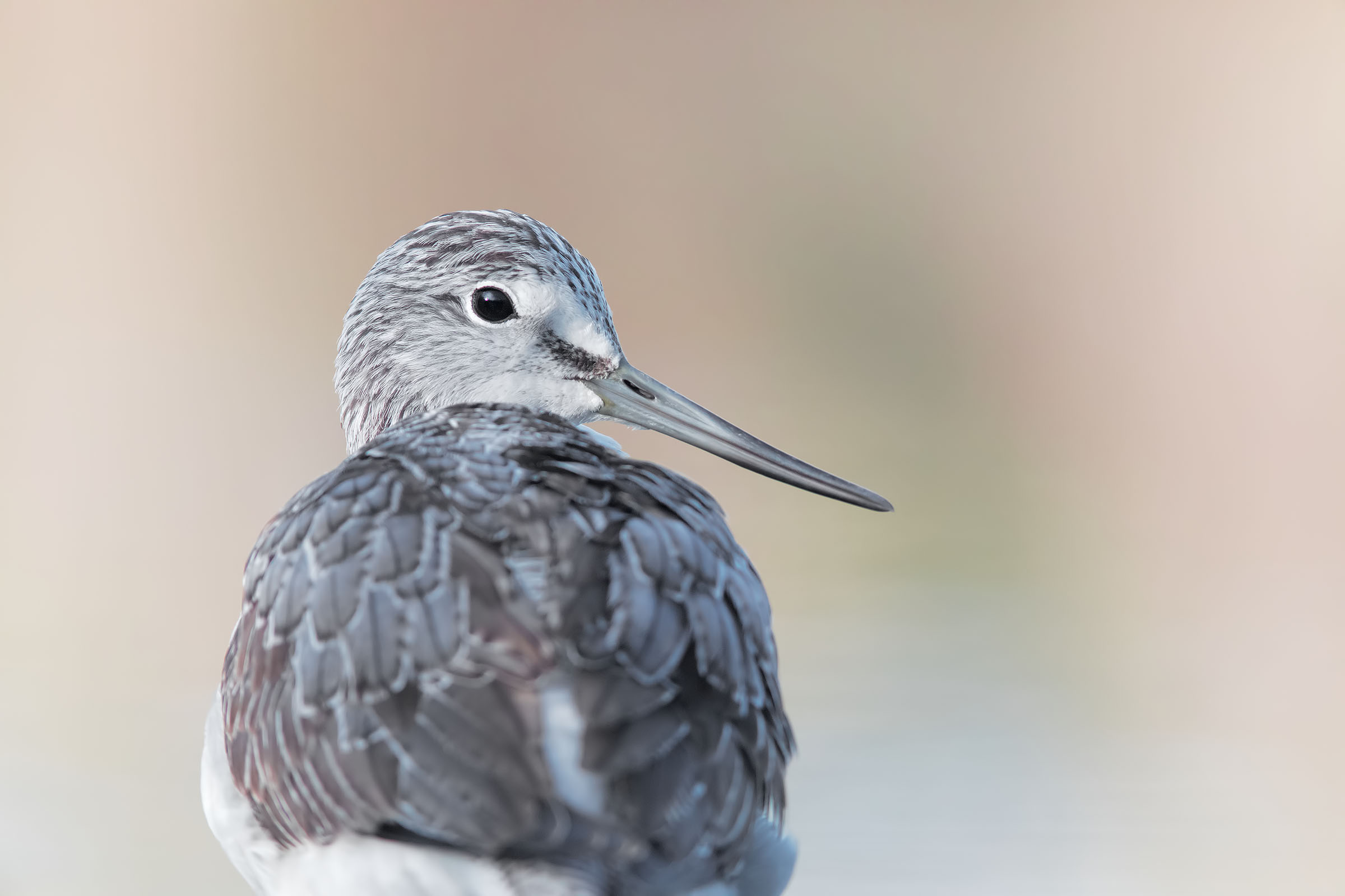 e... excuse your shoulders