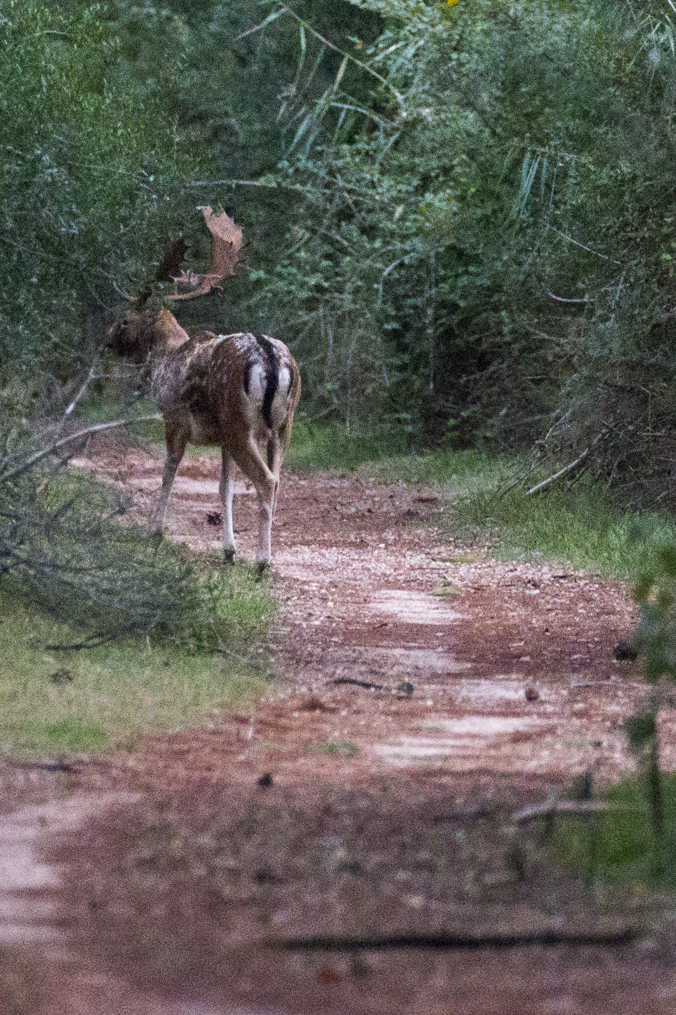 una Renna di Babbo Natale.....