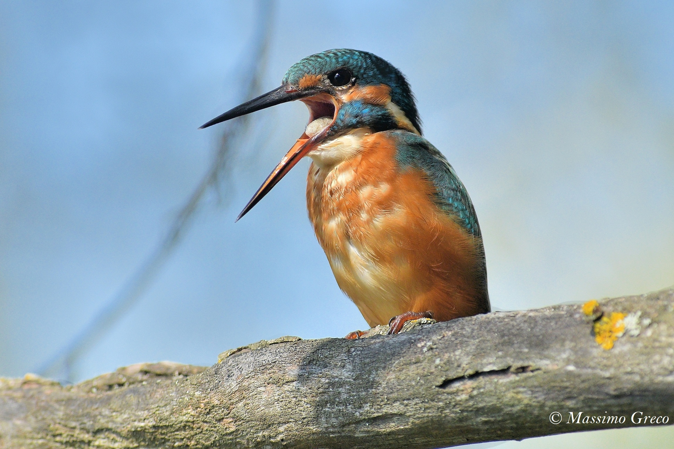 Martin fisherman ejecting Borra