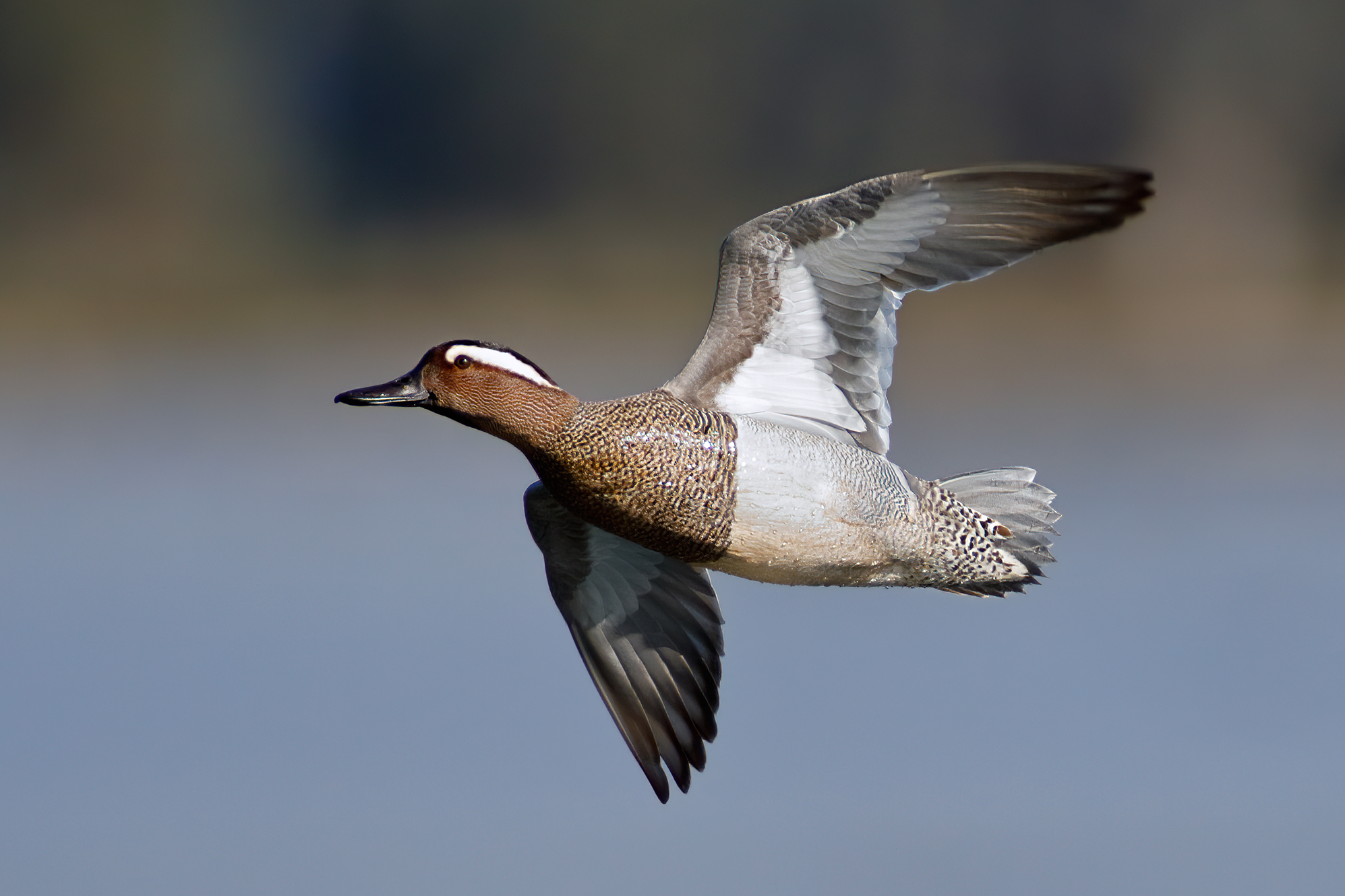 Marzaiola, Marzaiola