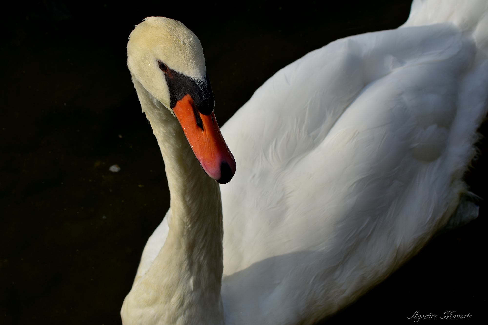 the swan of the Seine in LaRoche-Guyon
