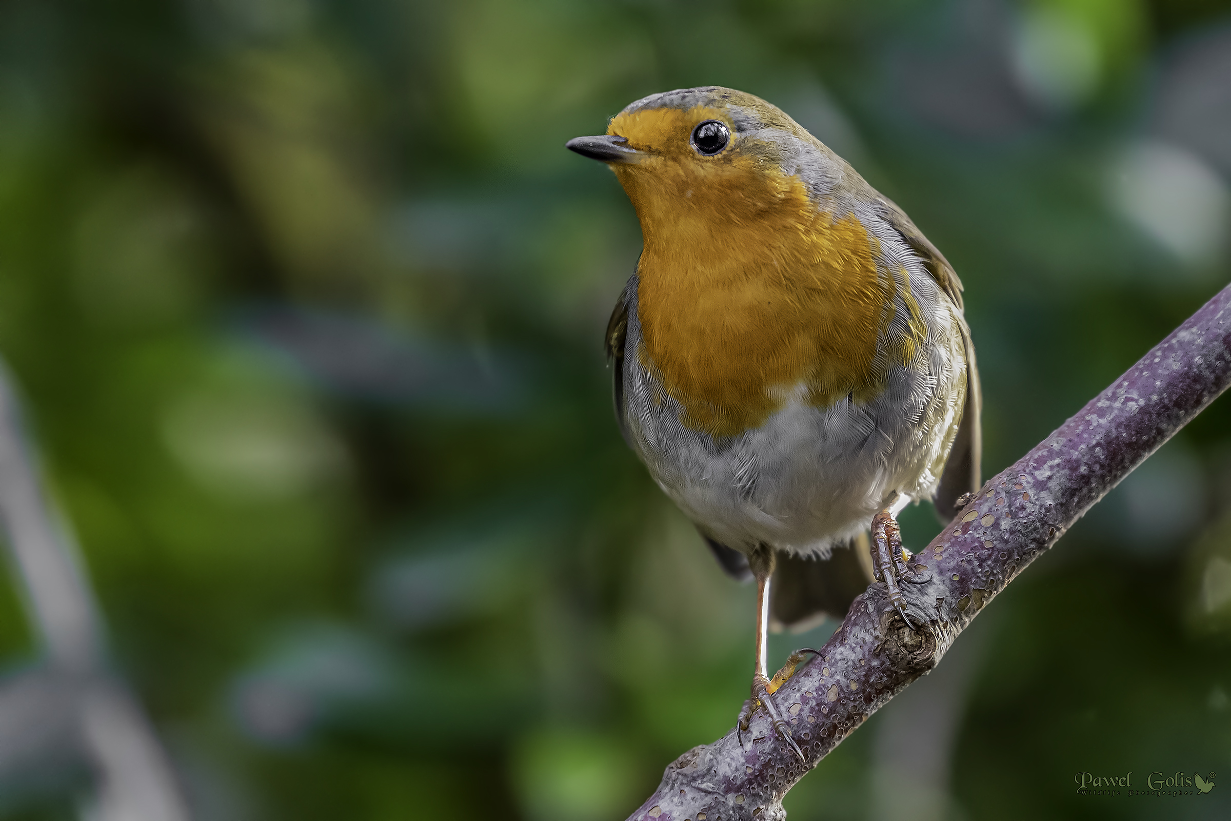Pettirosso europeo (Erithacus rubecula)