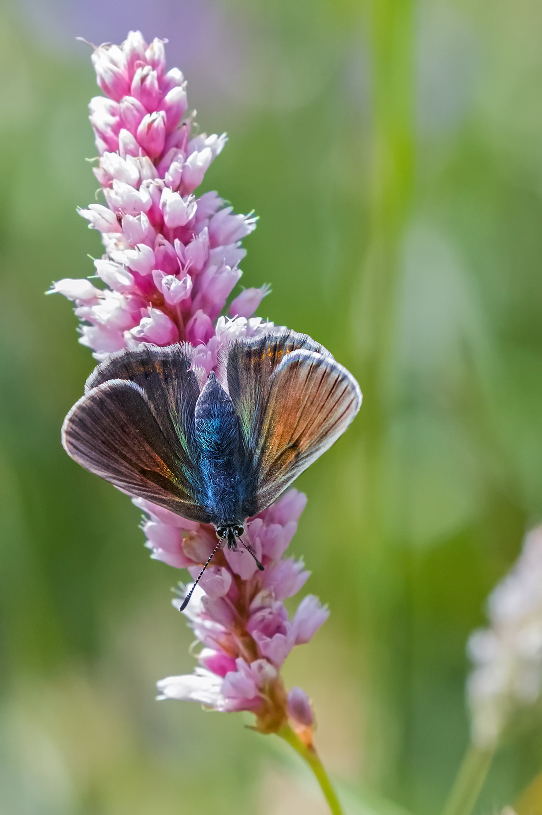 Polyommatus damon female