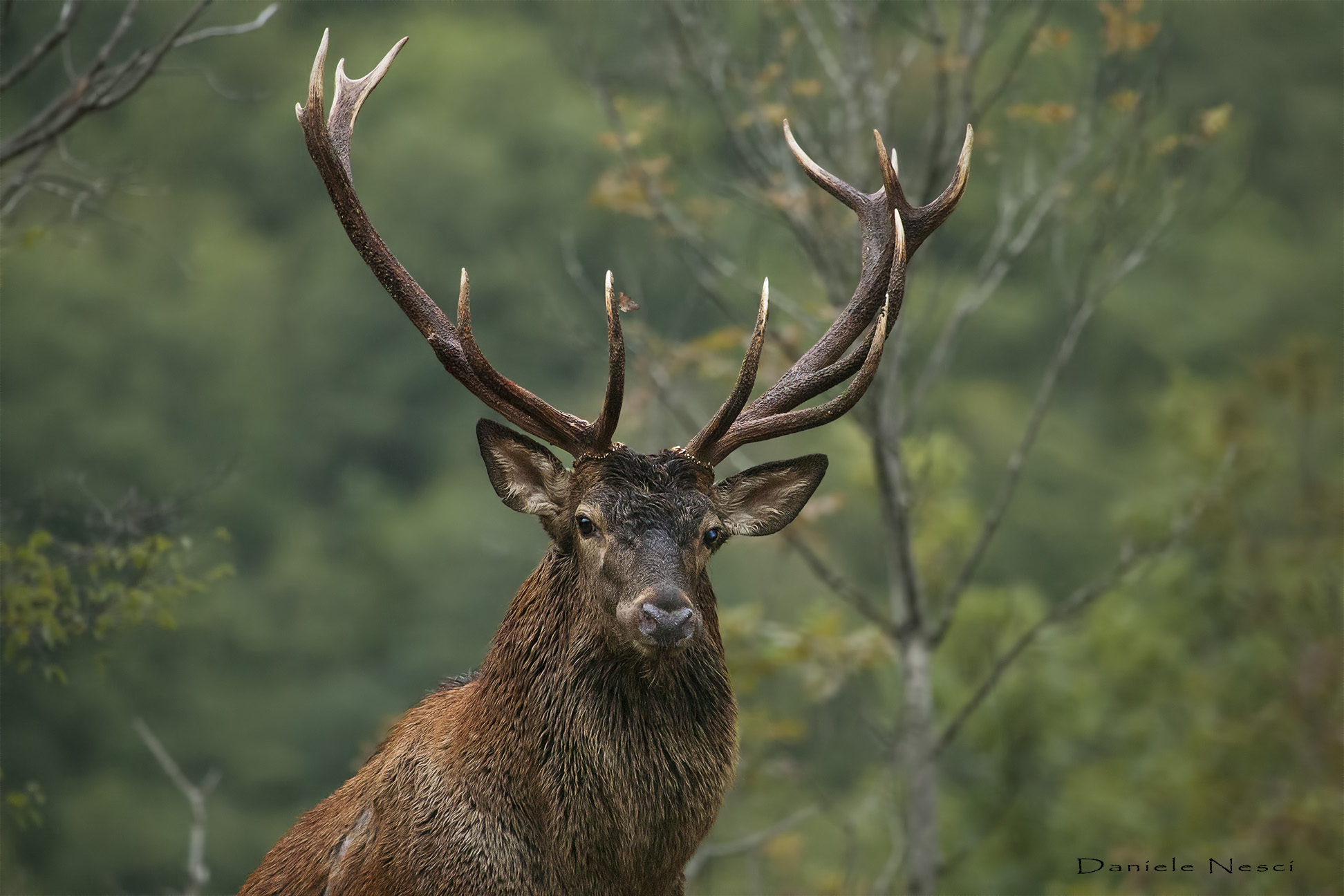 Sua Maestà il Cervo