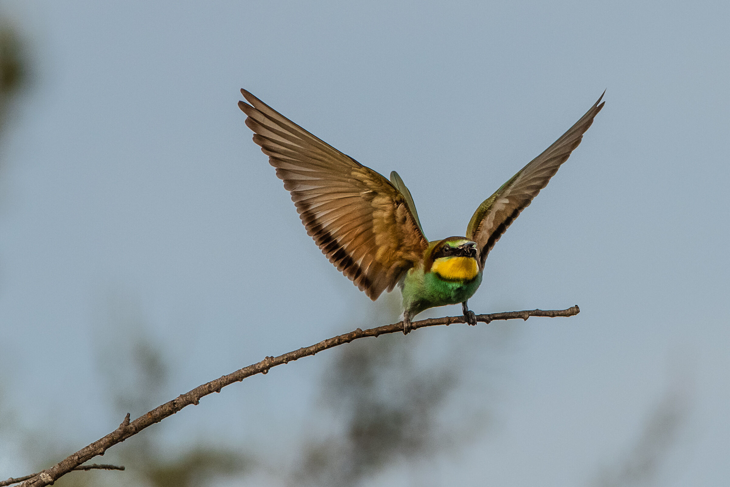 Ready to go (Merops apiaster)