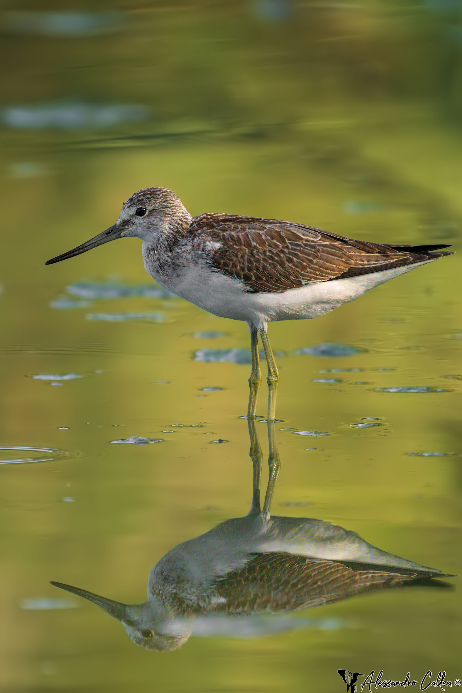 Penombra, luce e colori...
