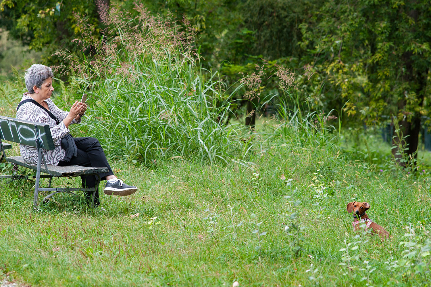 Dai su guarda qui...