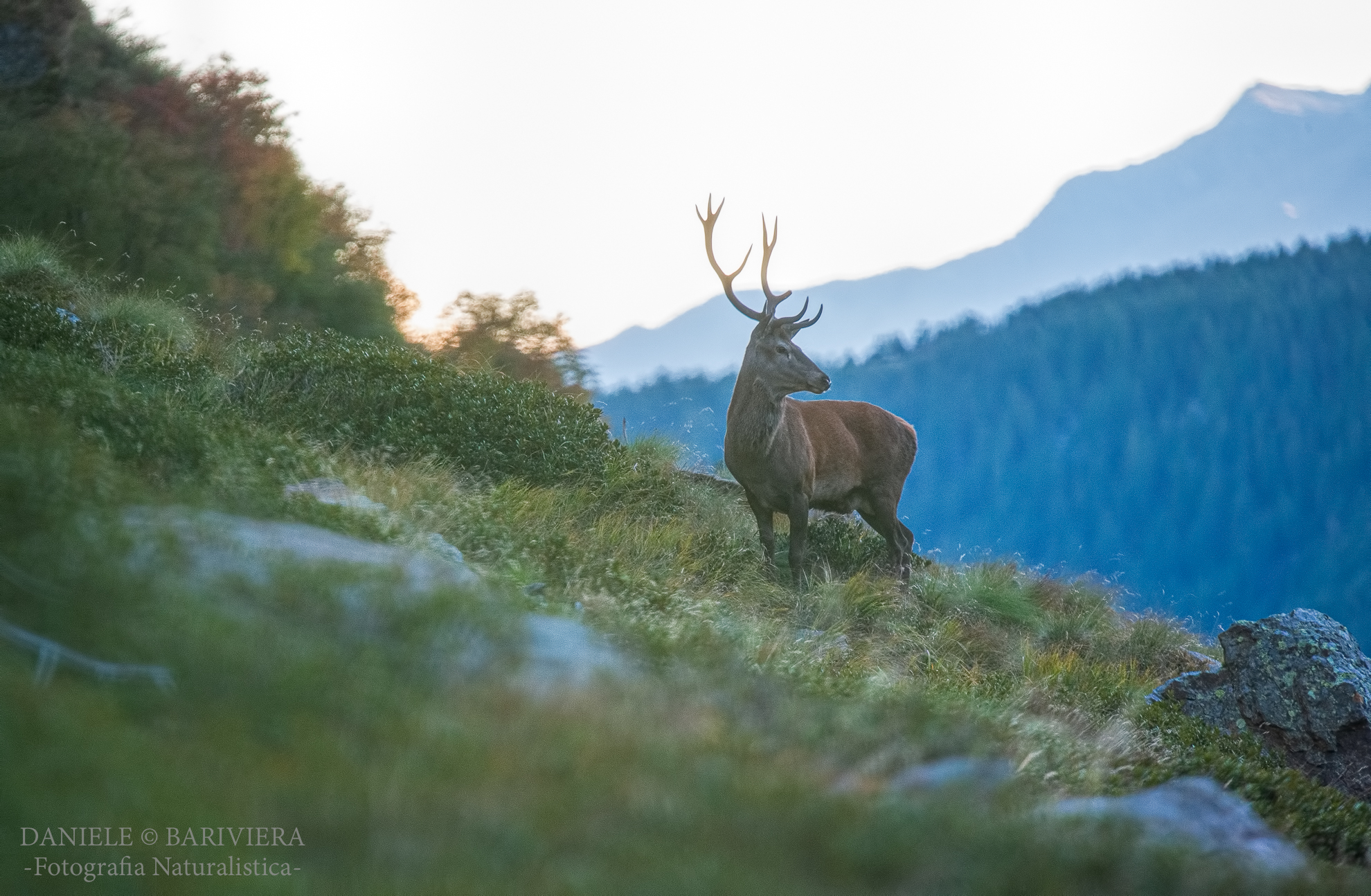 Il Re alle ultime luci