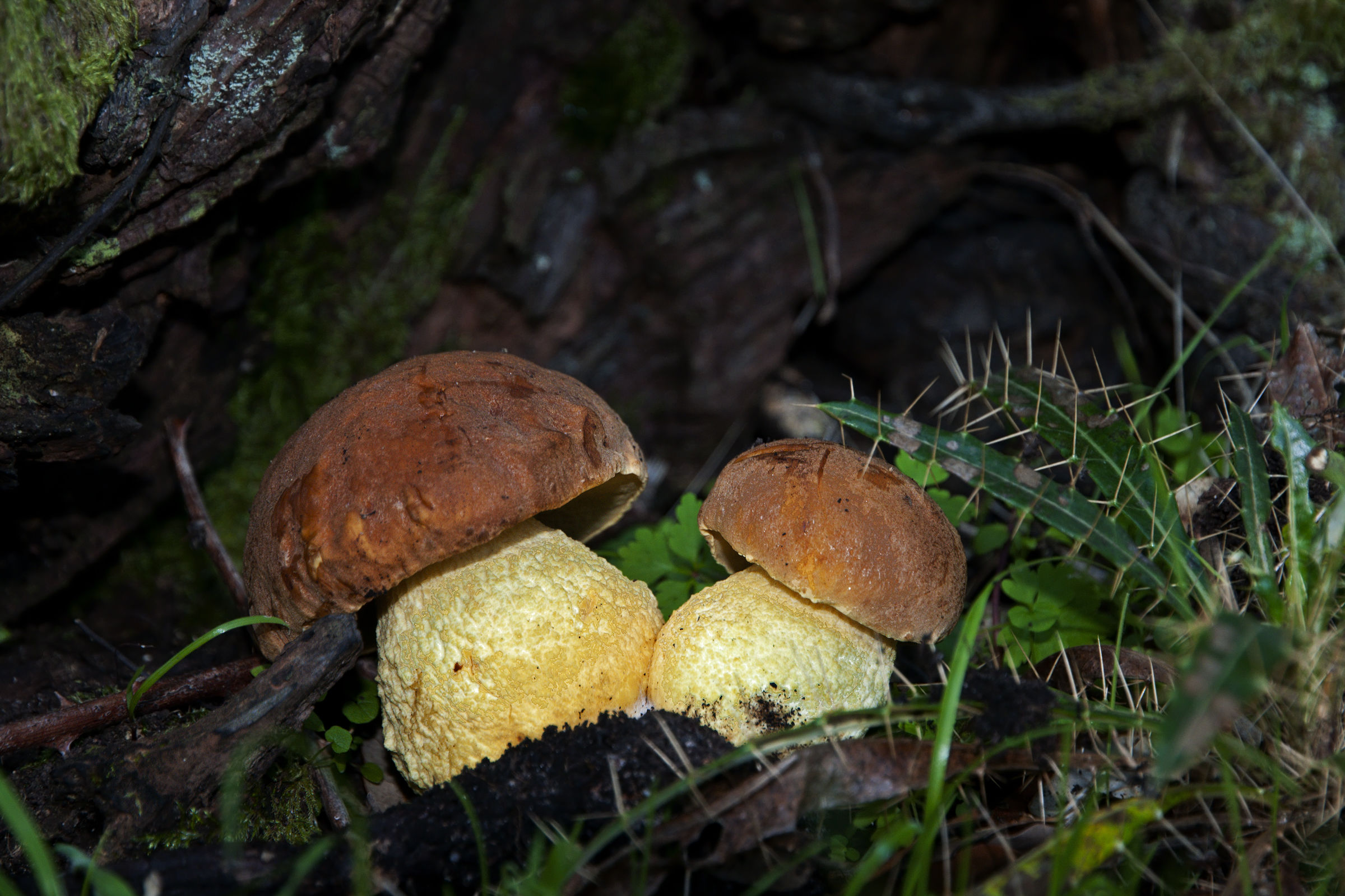 Leccino - Leccinum lepidum