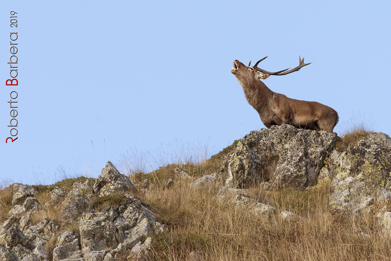 Deer craving. Ligurian Alps