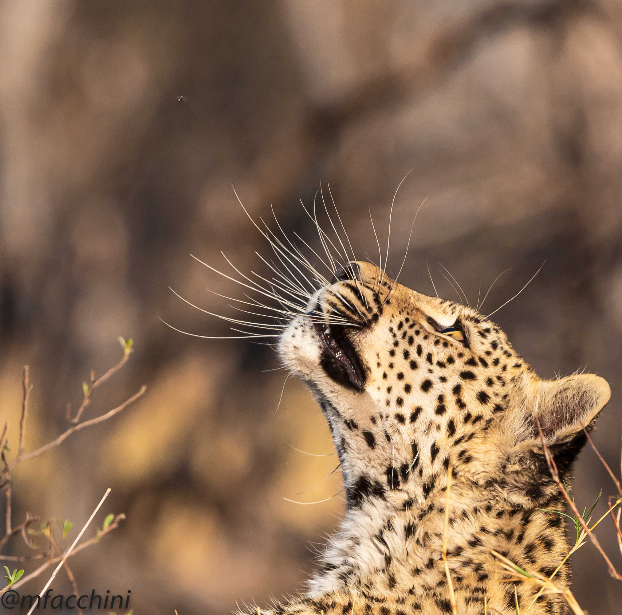Leopardessa giovane/Panthera pardus