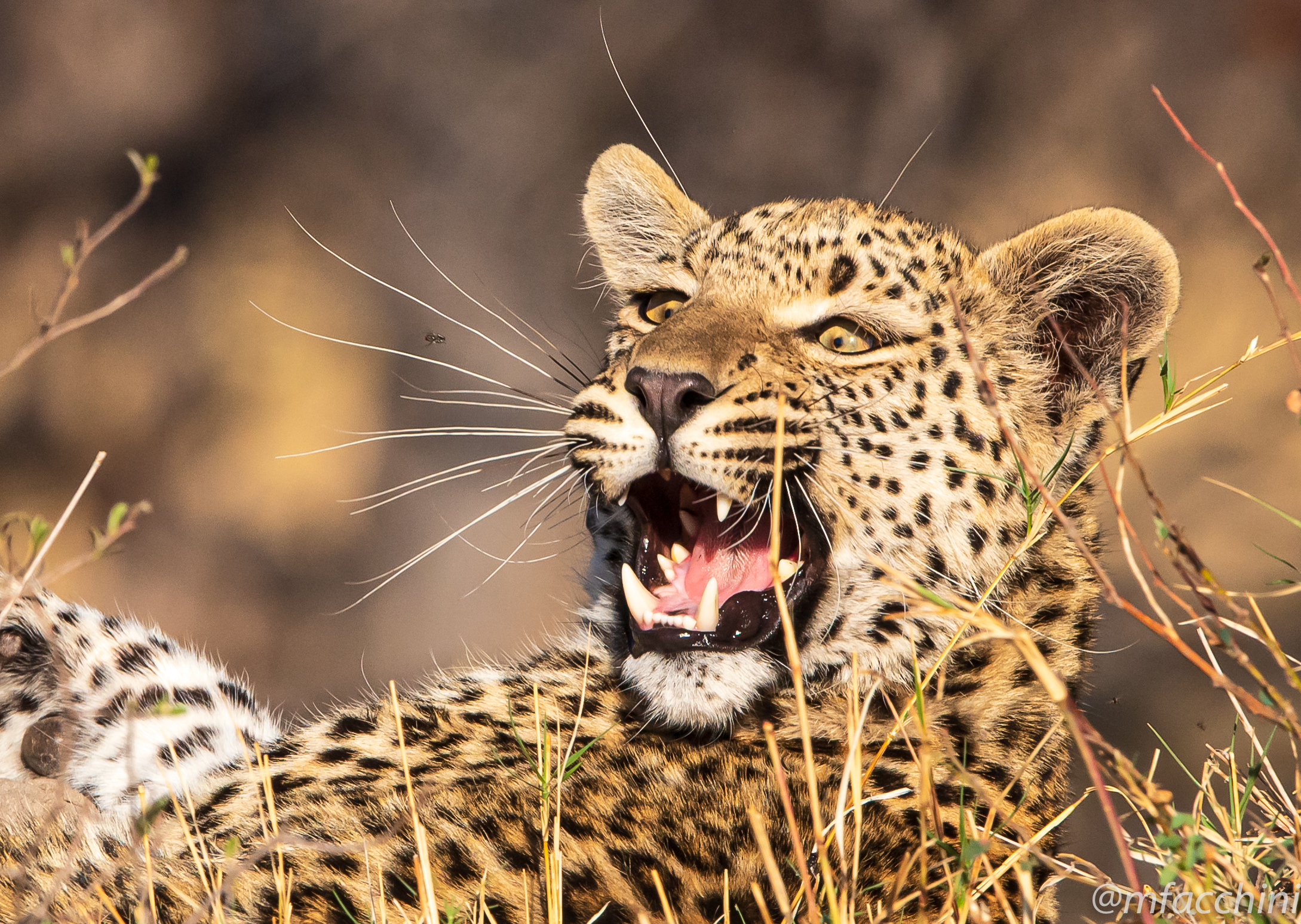 Leopardessa giovane/Panthera pardus