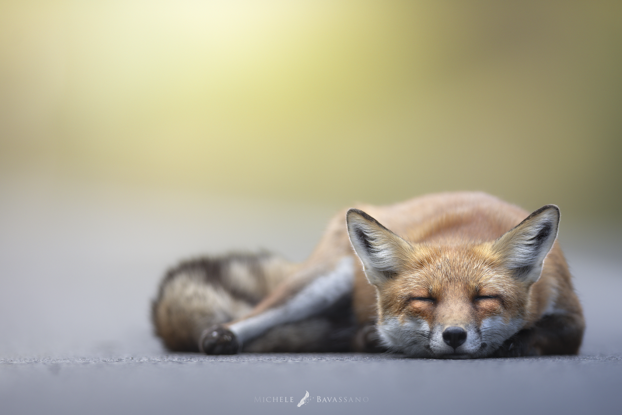 Sleepy Fox