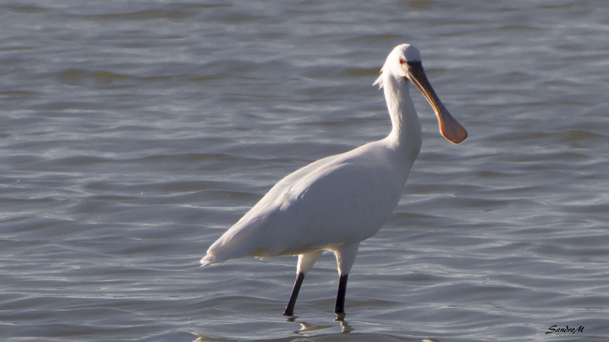 Spoonbill