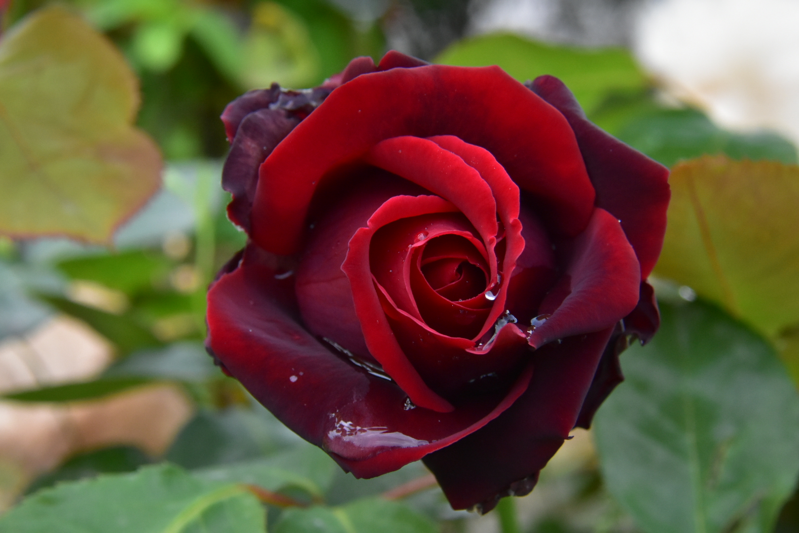 La rosa nera