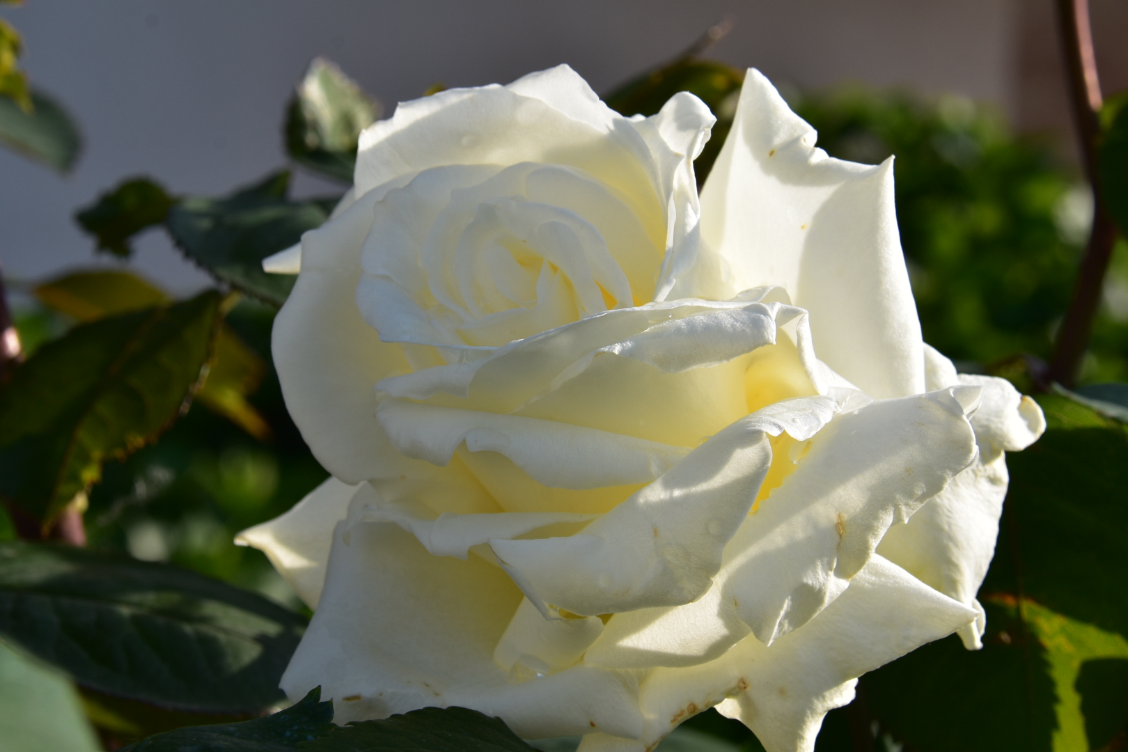 Rosa