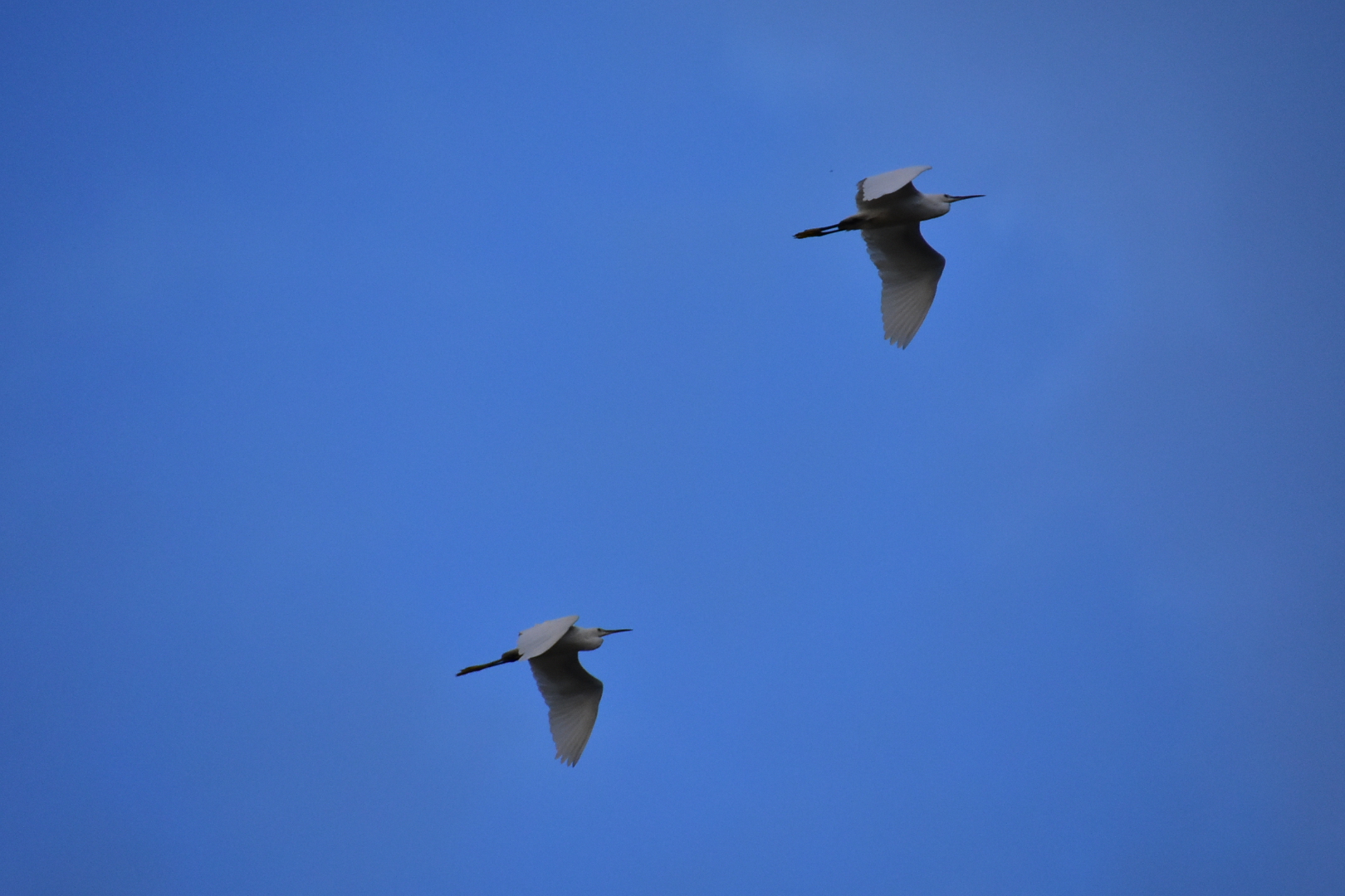 Gli aironi in volo