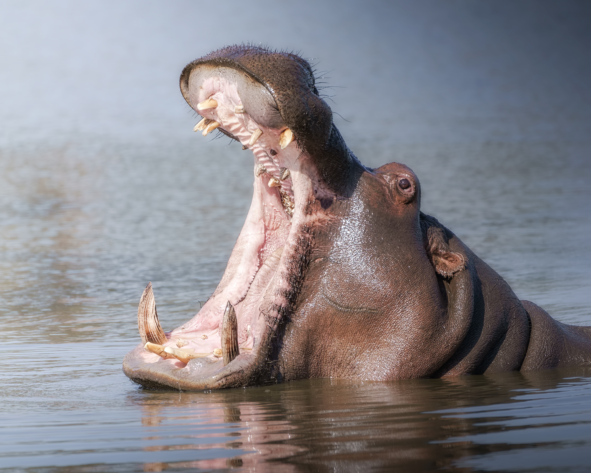 One of the most powerful Jaws