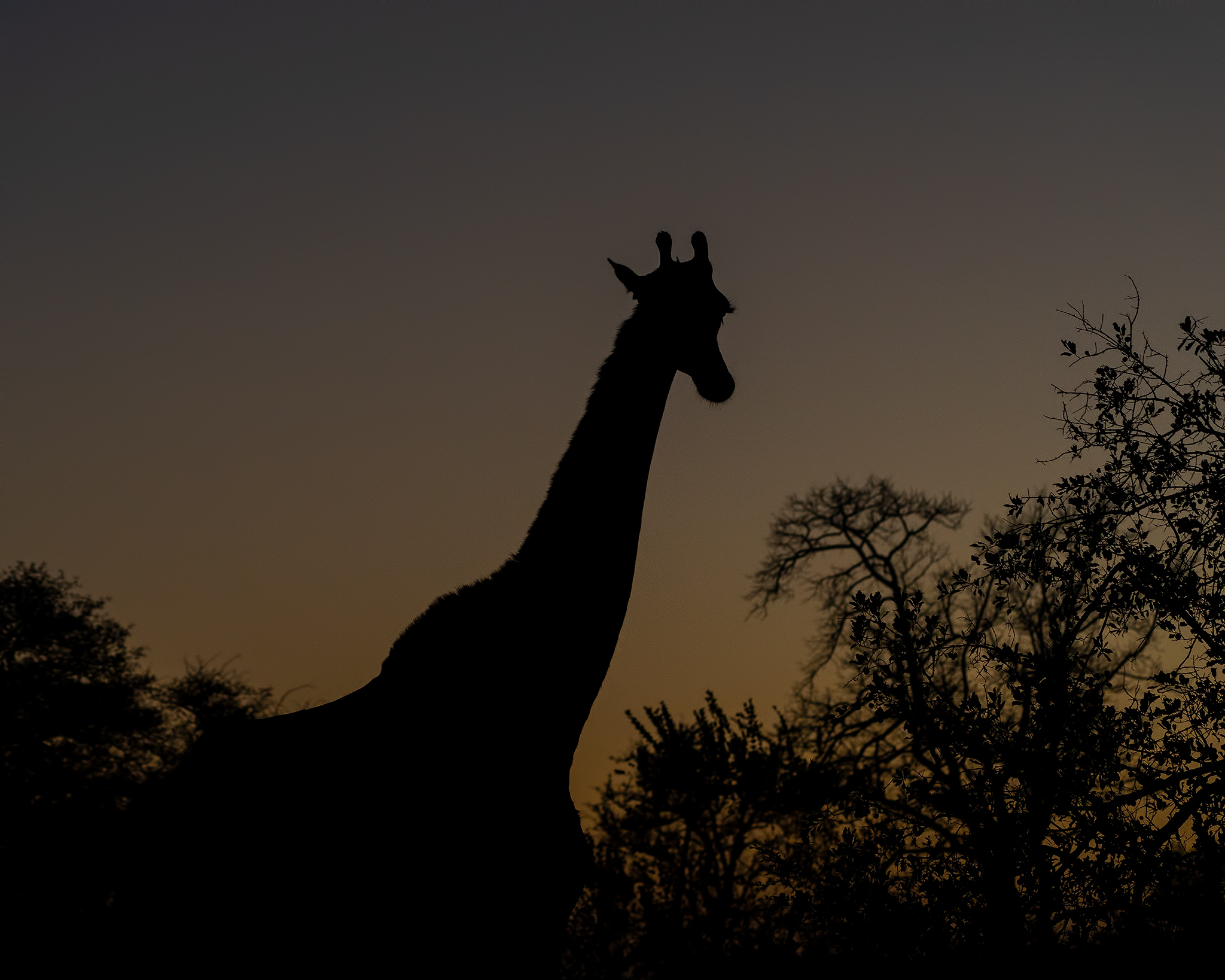 African SUnset