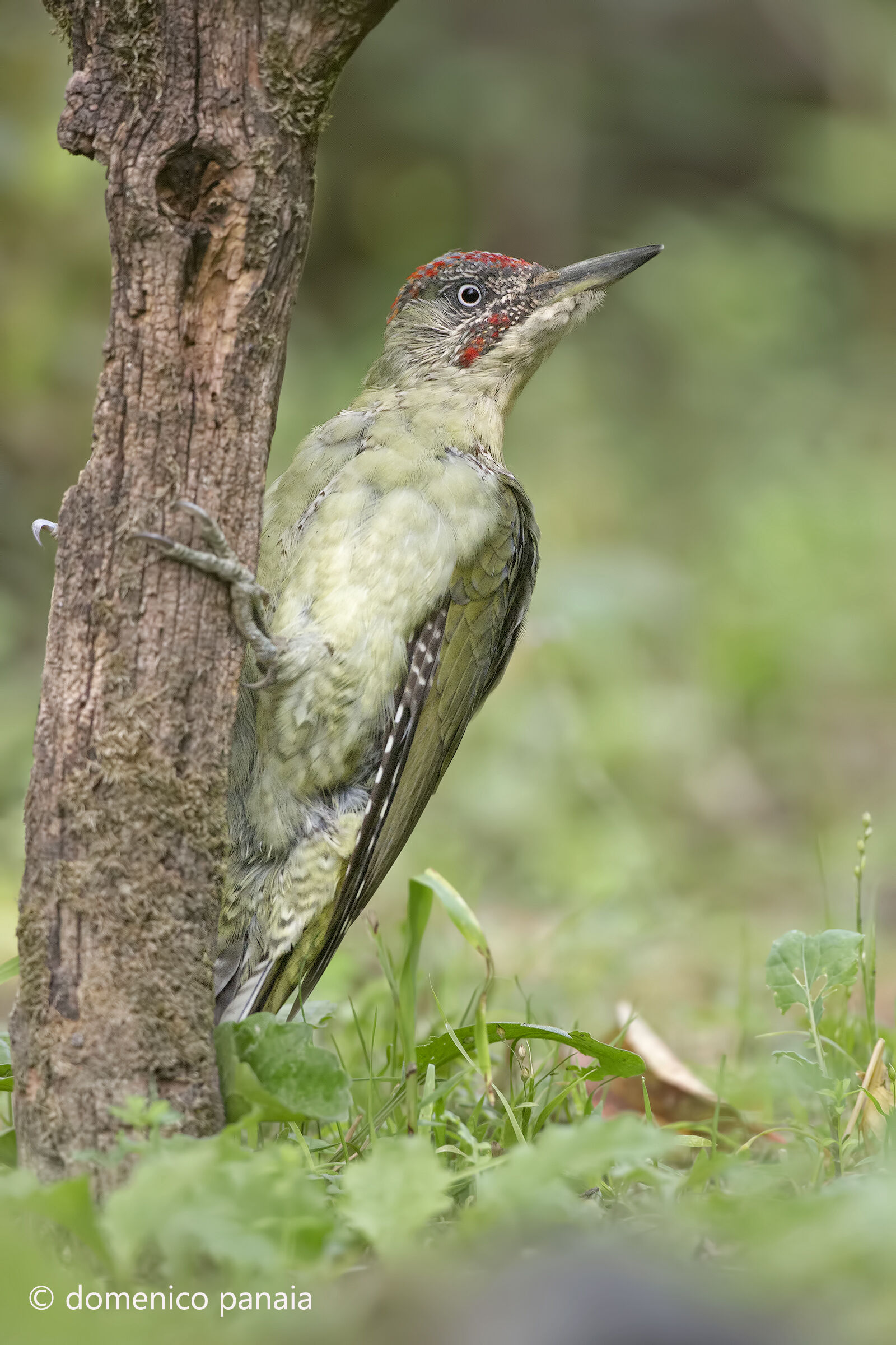 picchio verde giovane