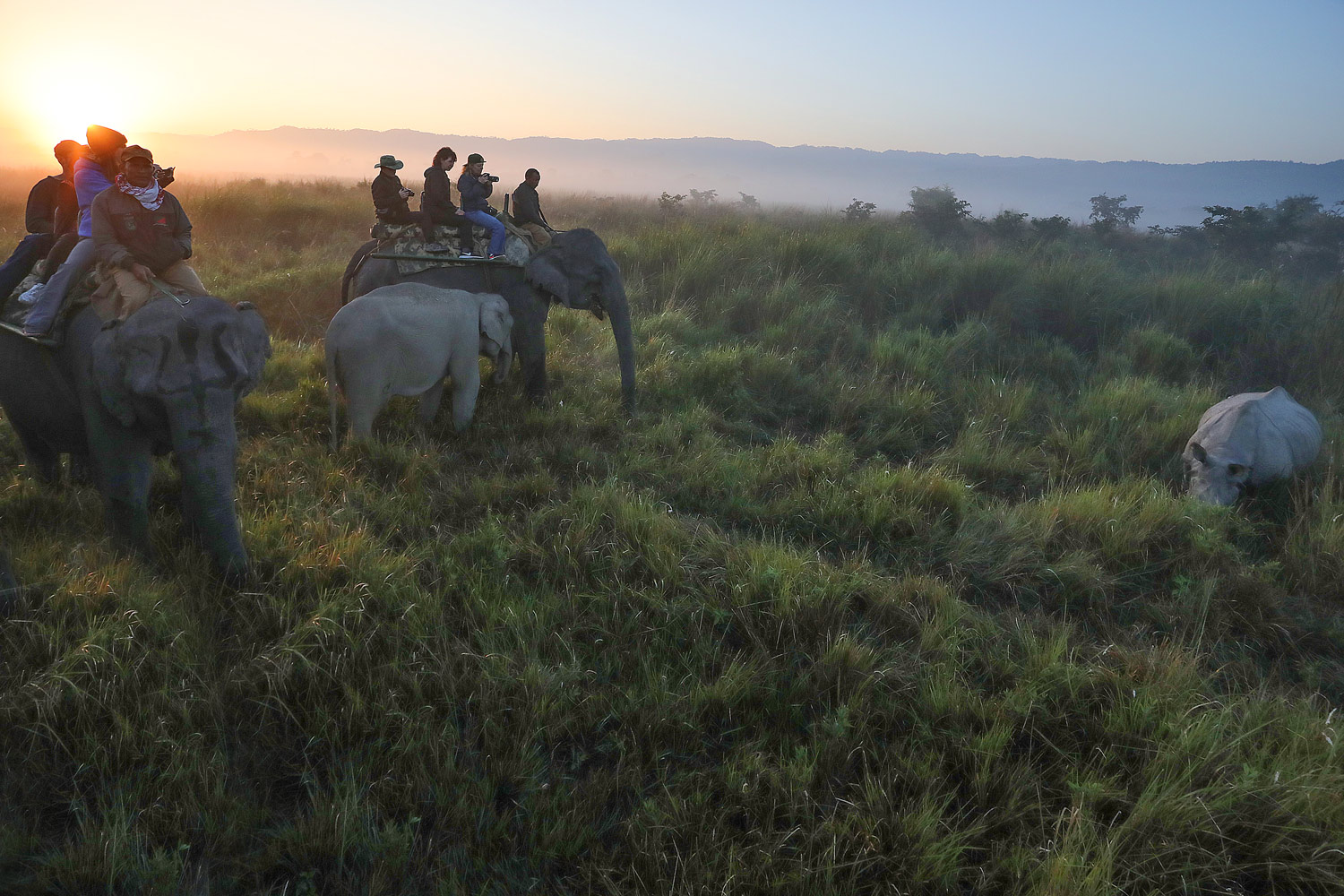 RHINOCEROS IN KAZIRANGA PARK