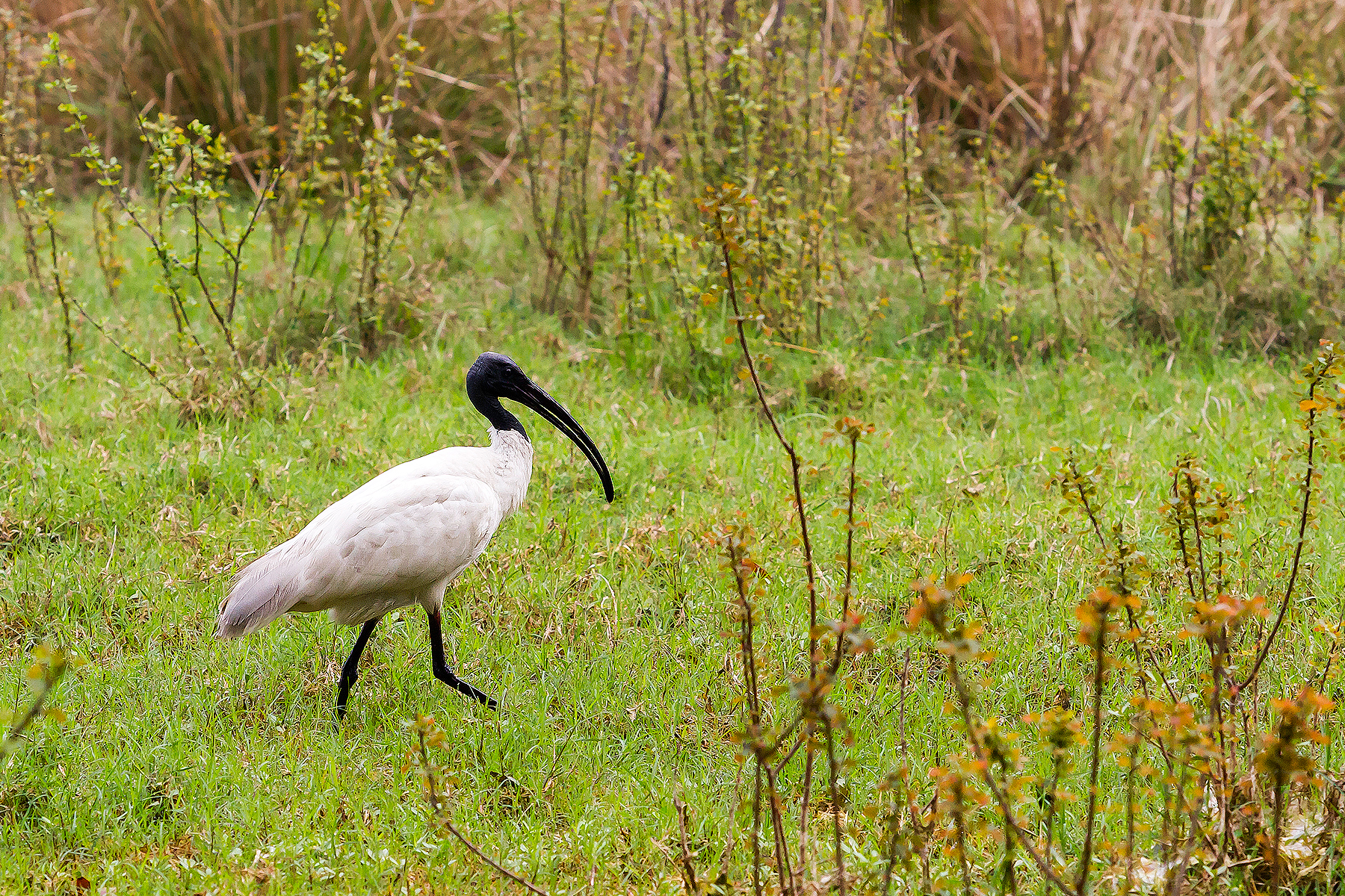 Ibis