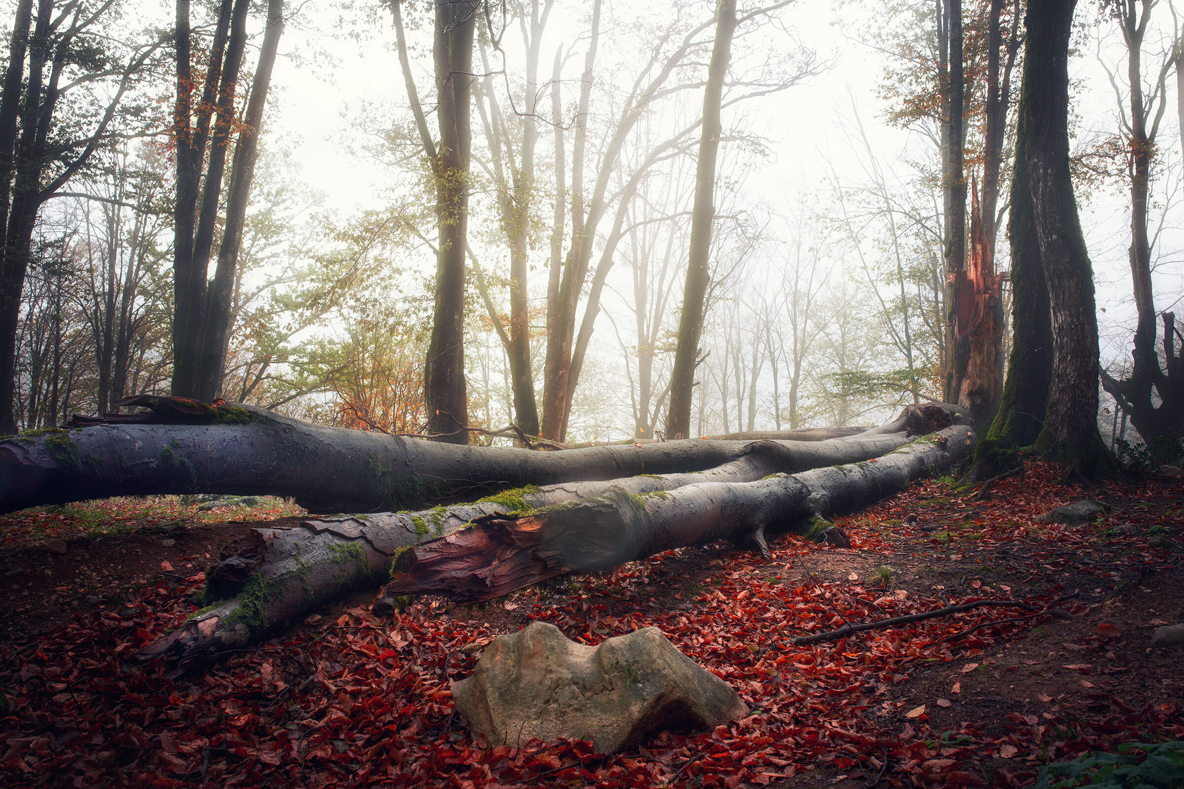 Giungla nella nebbia