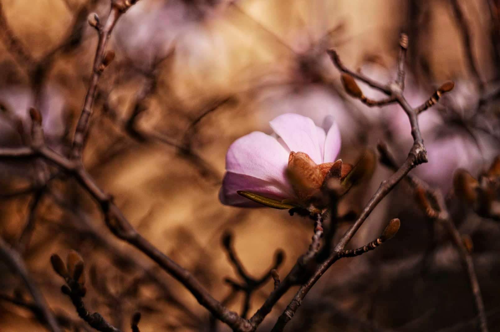 StarMagnolia