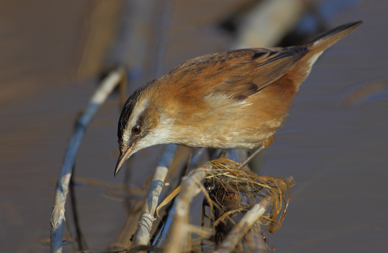 Moustached Warbler