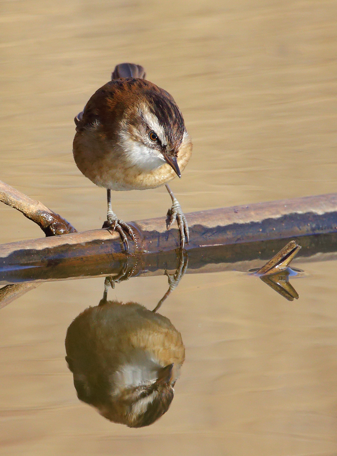 Forapaglie castagnolo