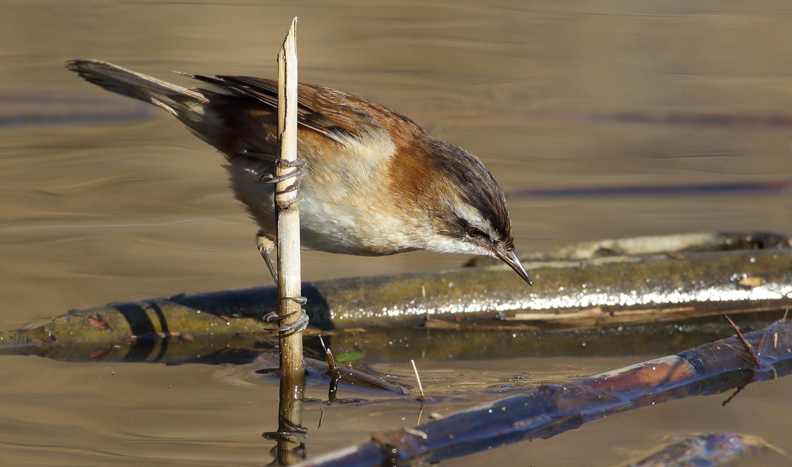 Moustached Warbler
