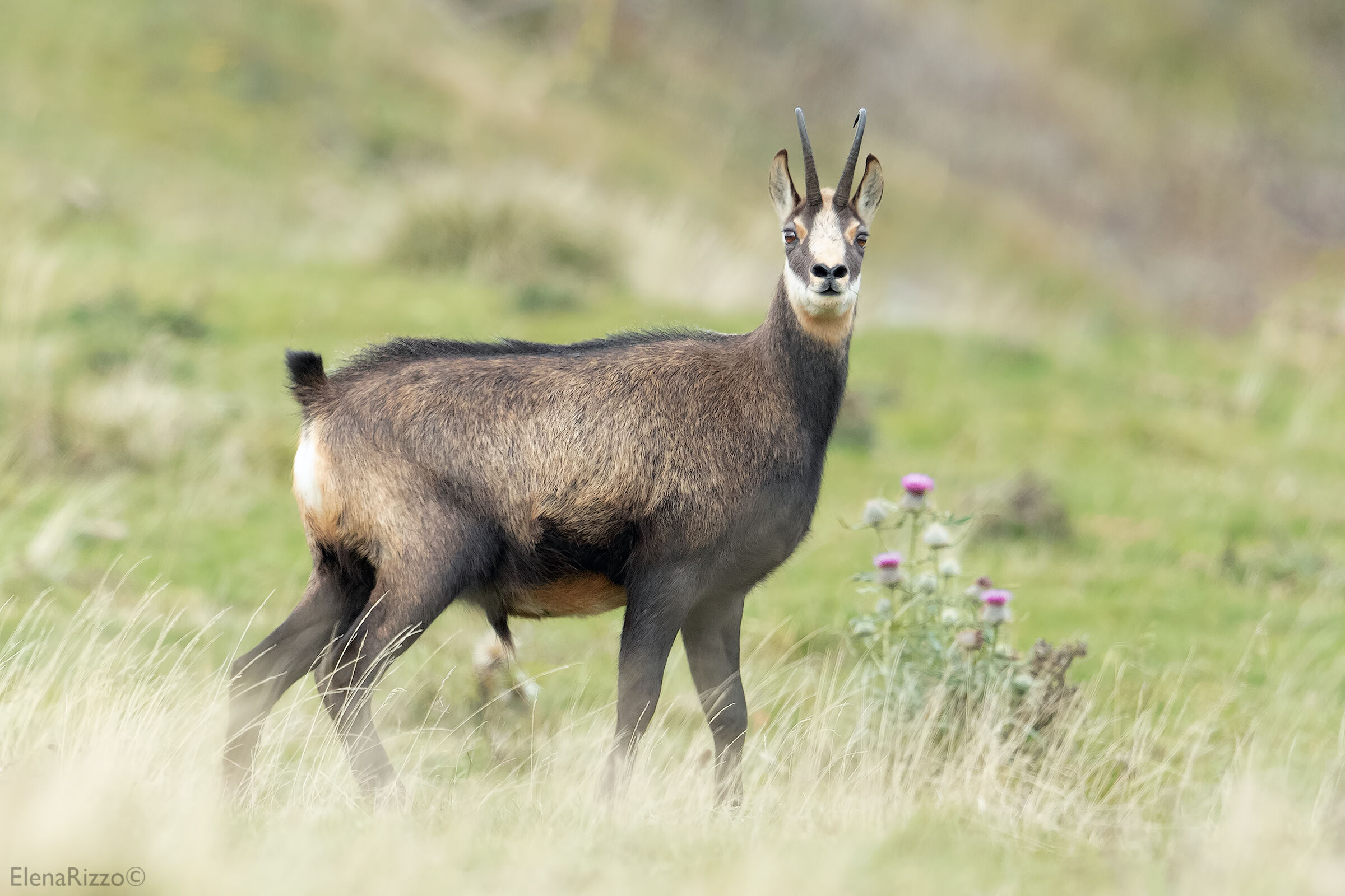 Alpine chamois