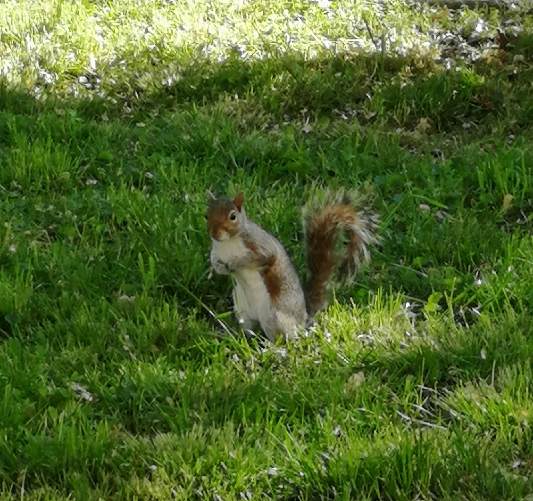 squirrel