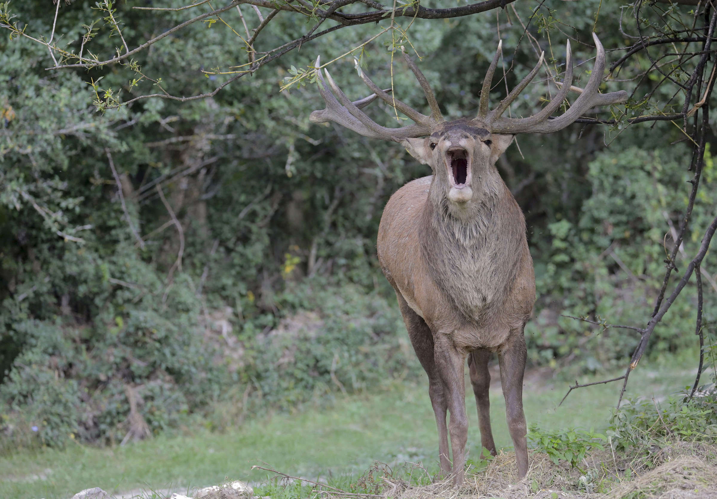 il bramito del cervo