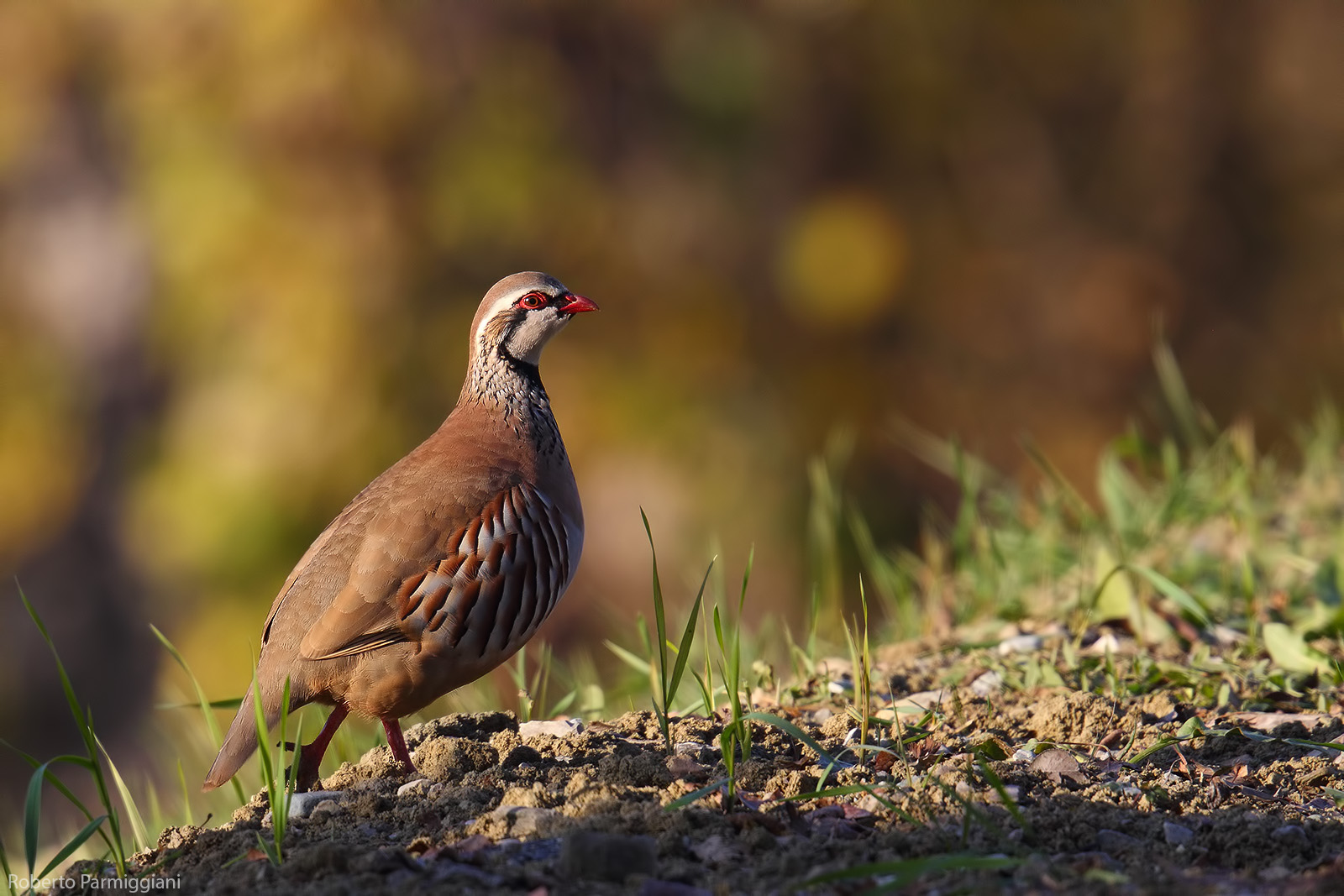 Autumn red partridge