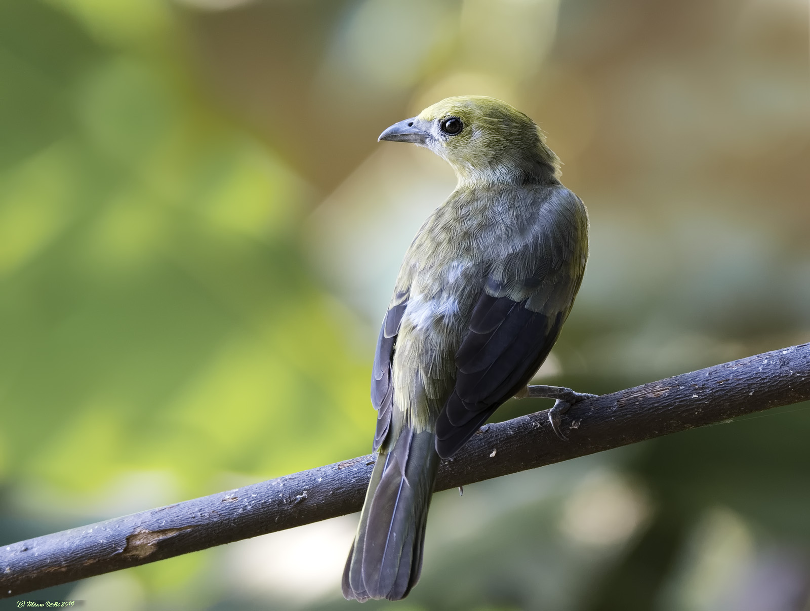 Palm Tangara (Thraupis palmarum)