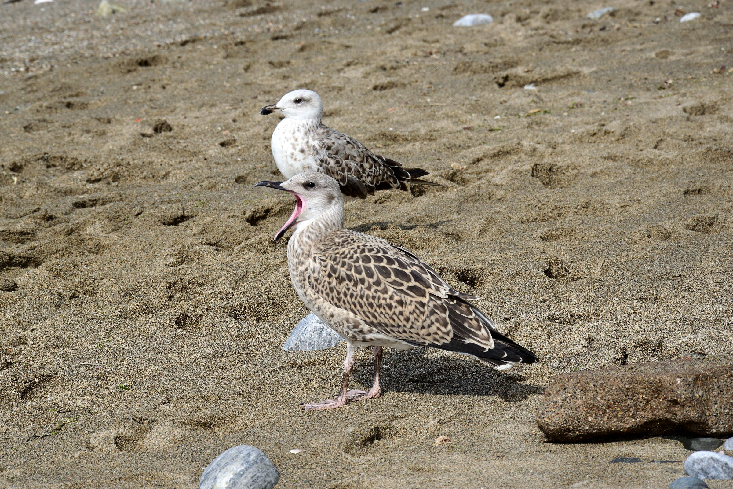 Strillone da spiaggia