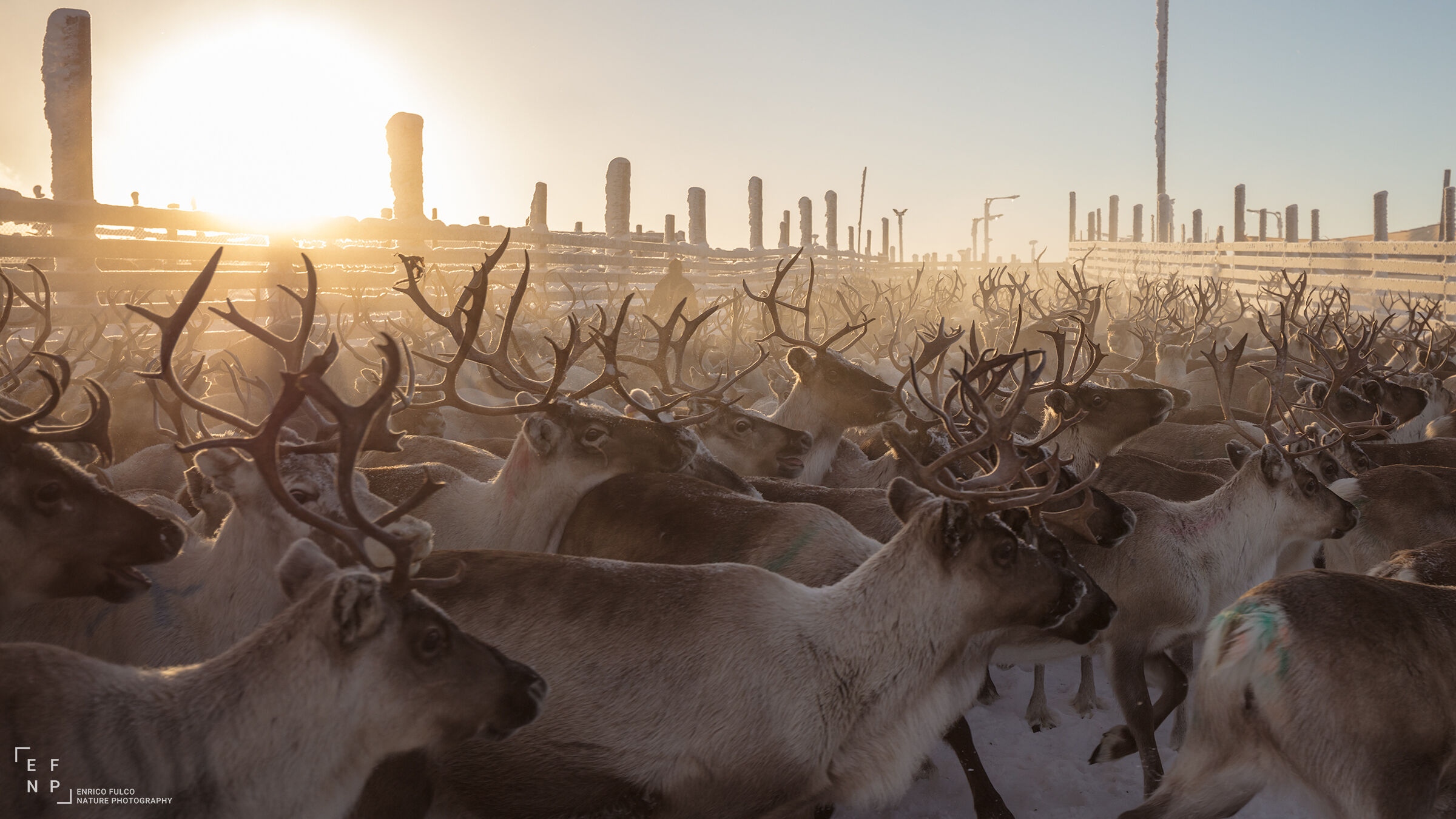 Enchanted antlers