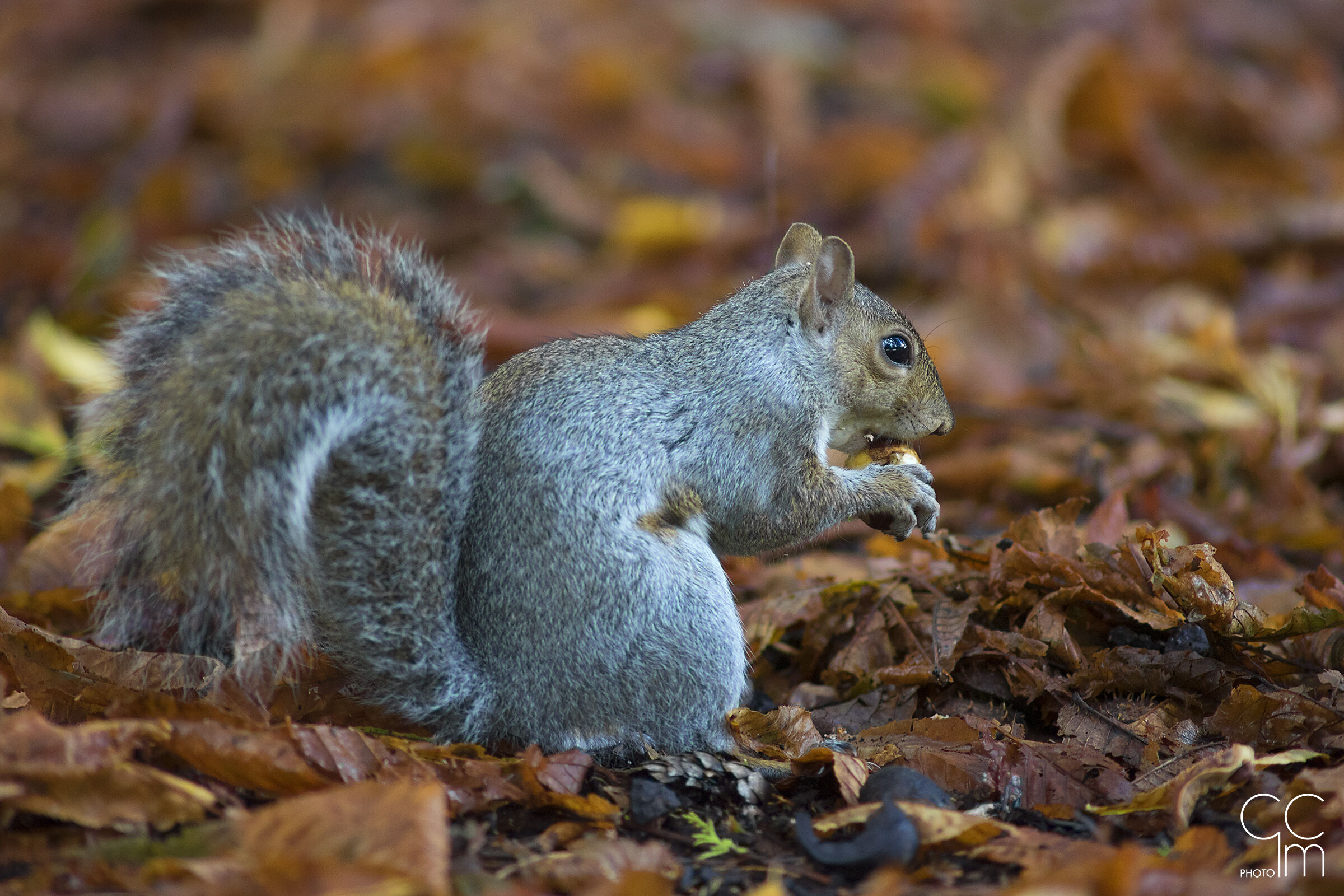 Scoiattolo Brianzolo