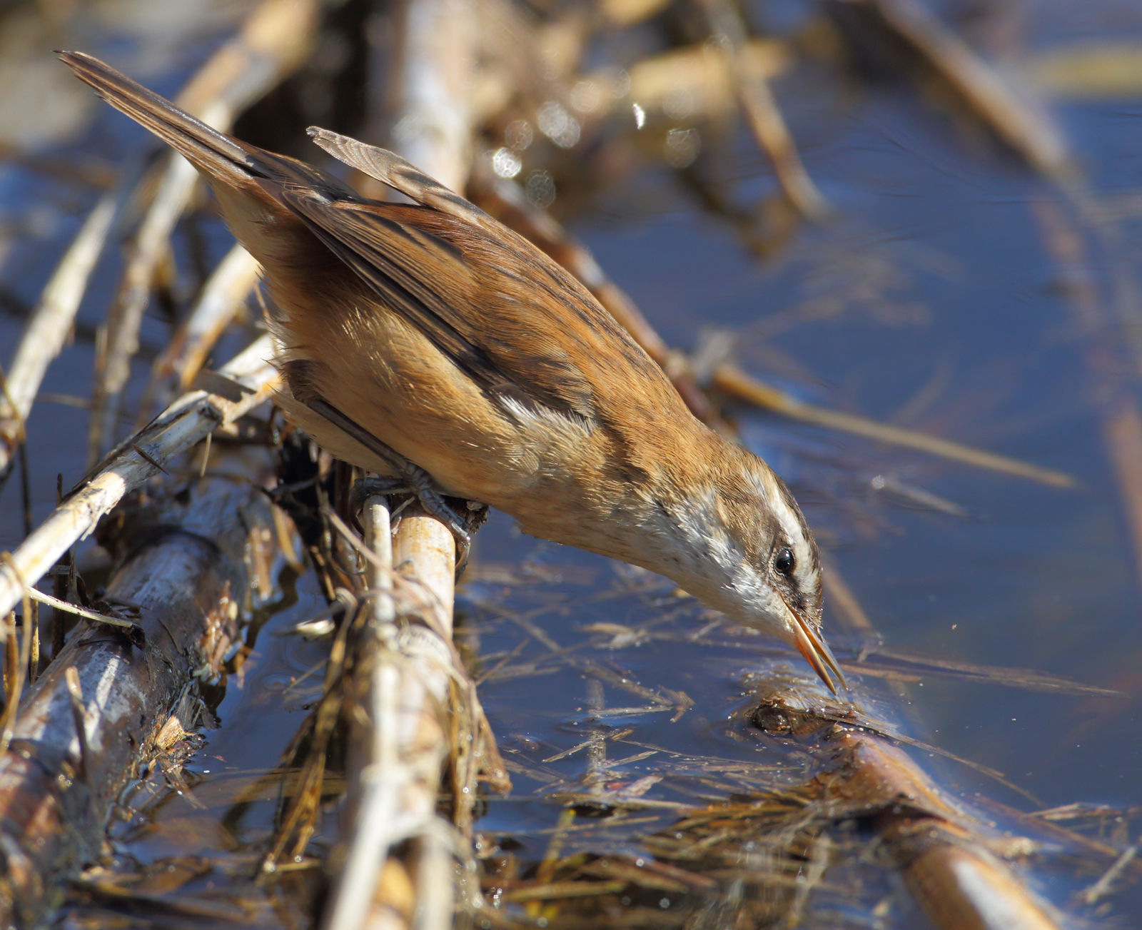 Forapaglie castagnolo