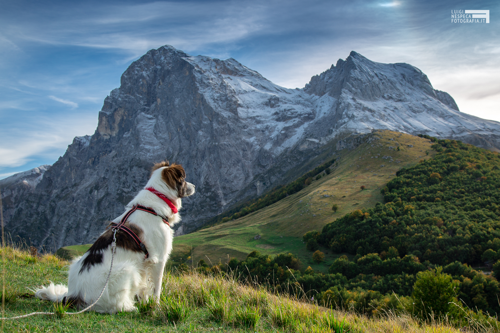 The dog Melody in conteplation