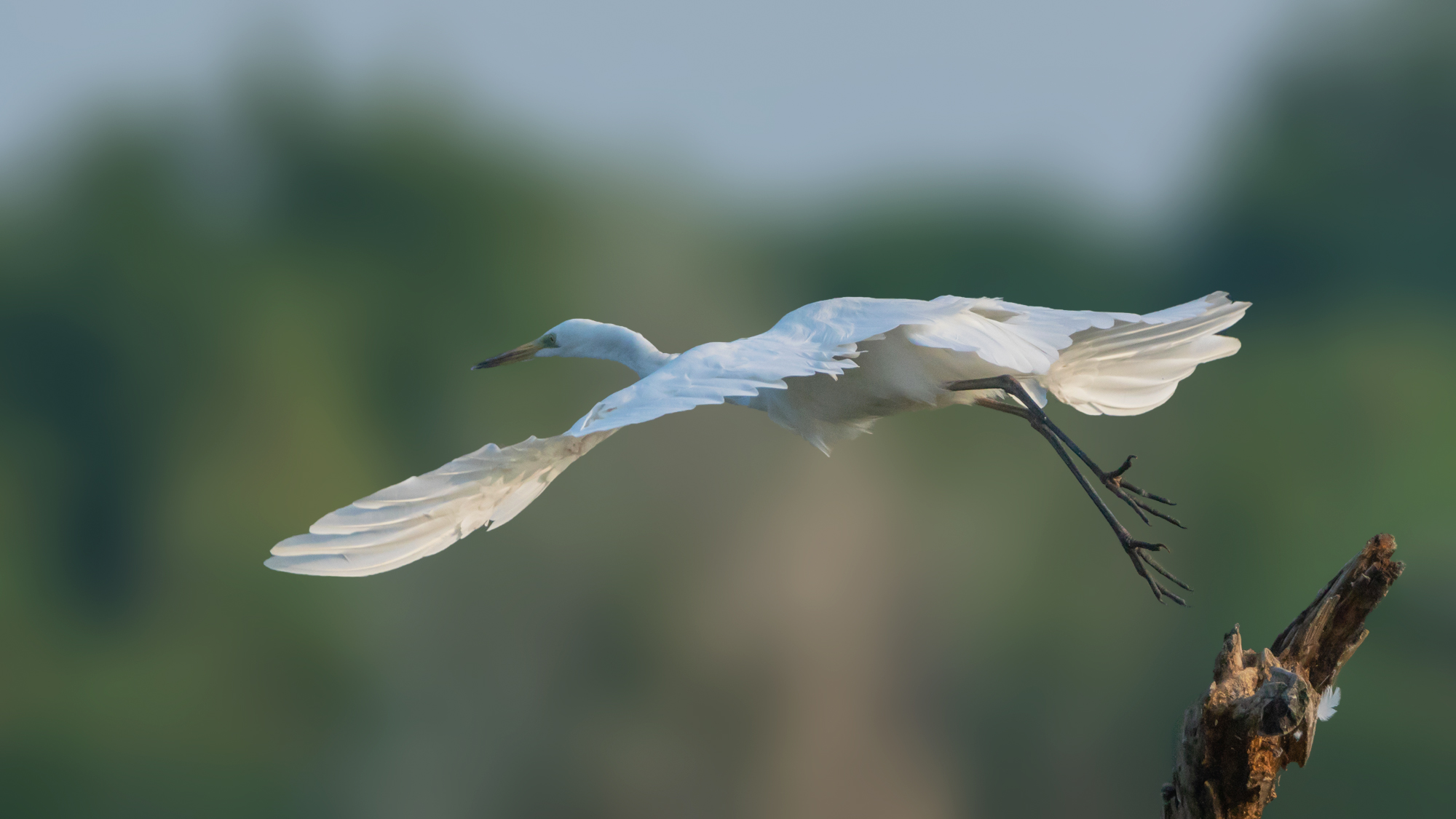 White Heron